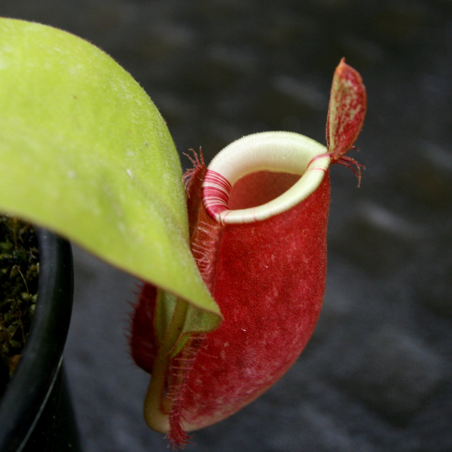 Nepenthes ampullaria (Tricolor x Purple Stripe 2), CAR-0180
