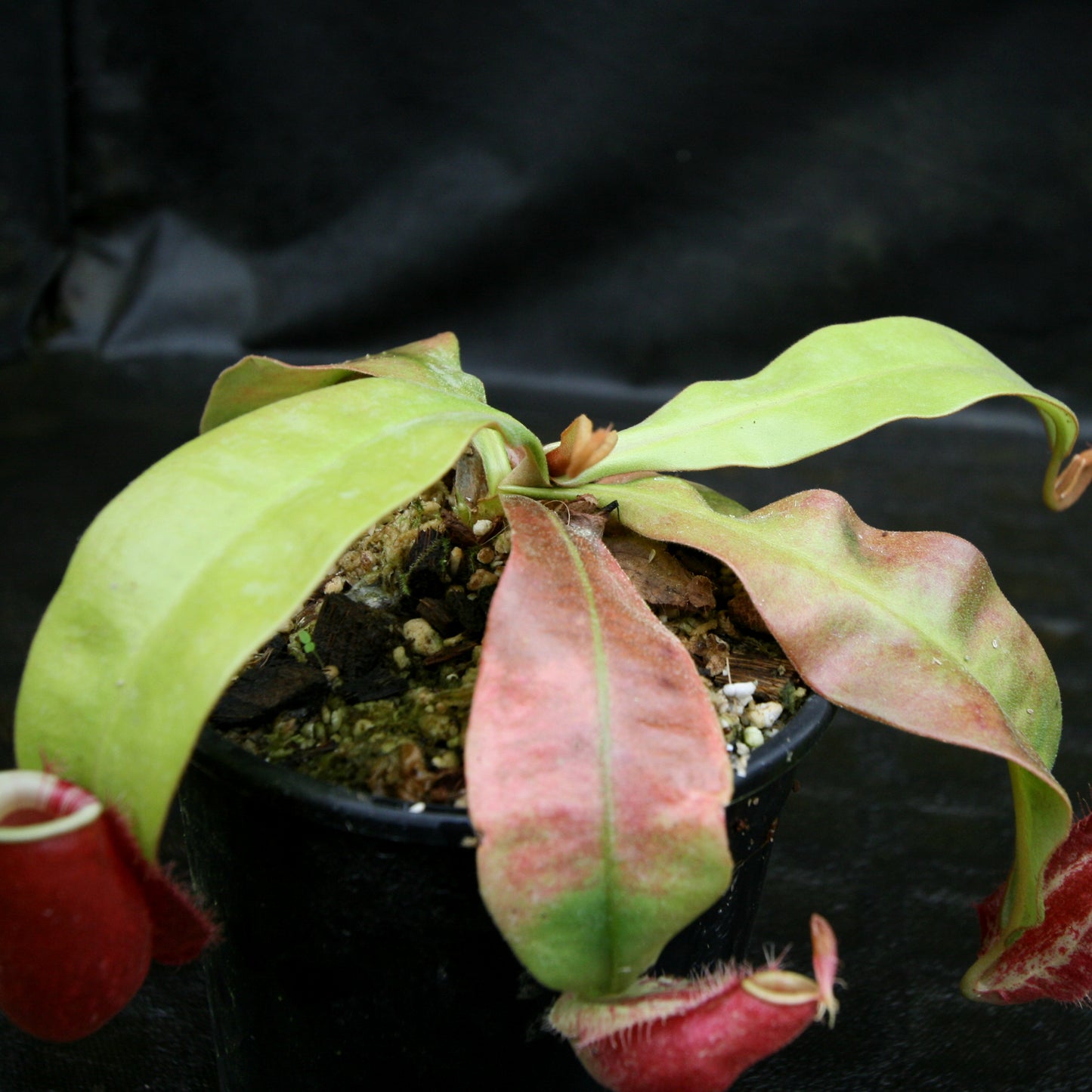 Nepenthes ampullaria (Tricolor x Purple Stripe 2), CAR-0180