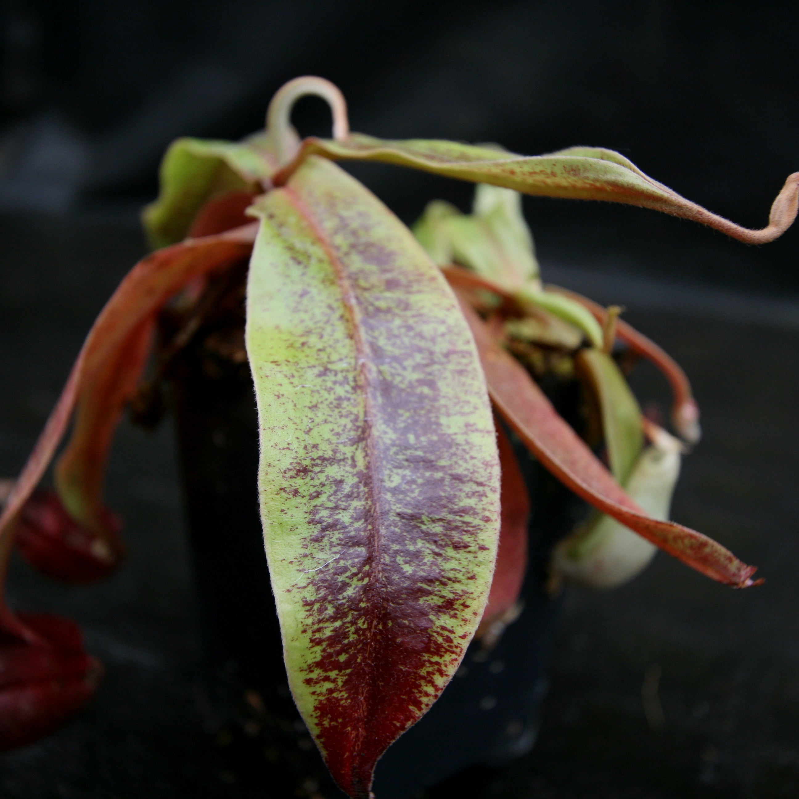 Nepenthes Edinensis x (mirabilis var. globosa x ampullaria Black