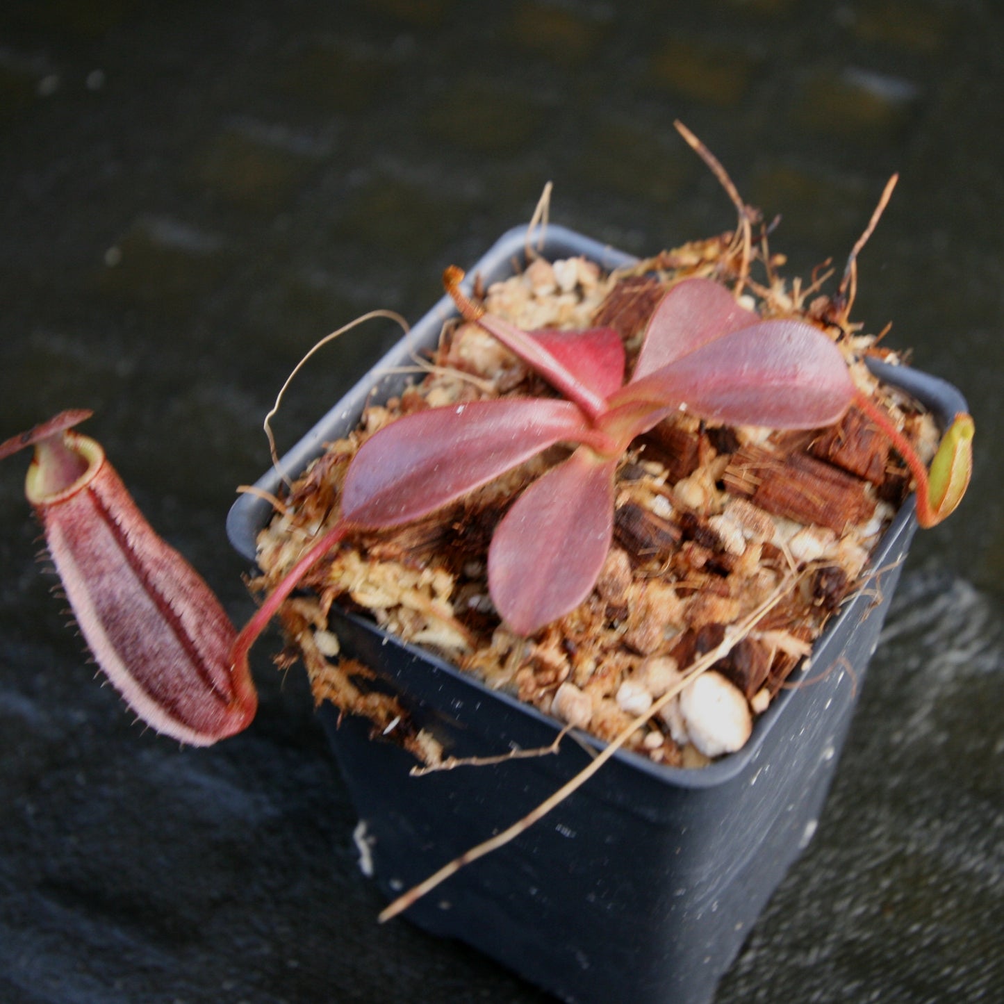 Nepenthes (veitchii x lowii) x spectabilis, BE-3400