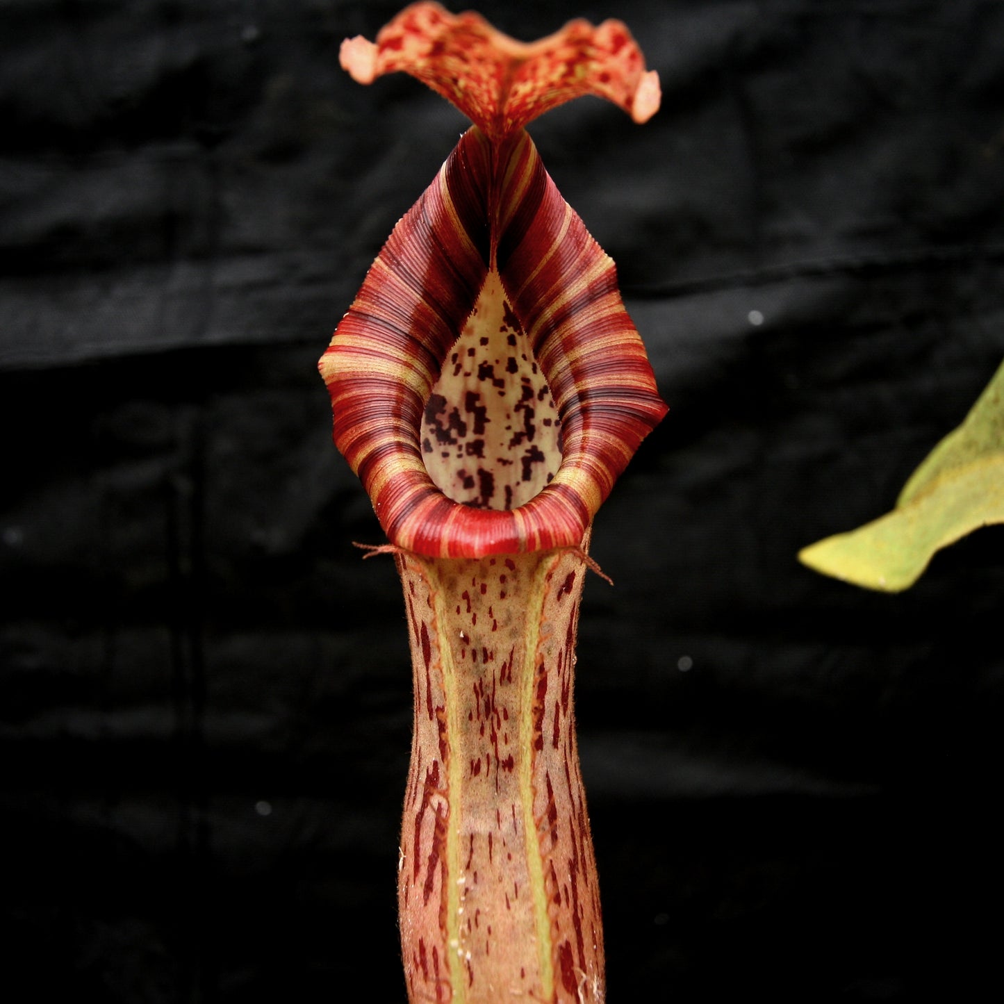 Nepenthes Song of Melancholy x platychila