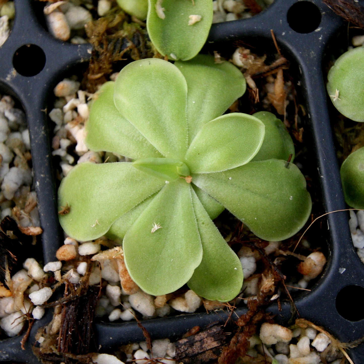 Pinguicula hemiepiphytica x cyclosecta Butterwort
