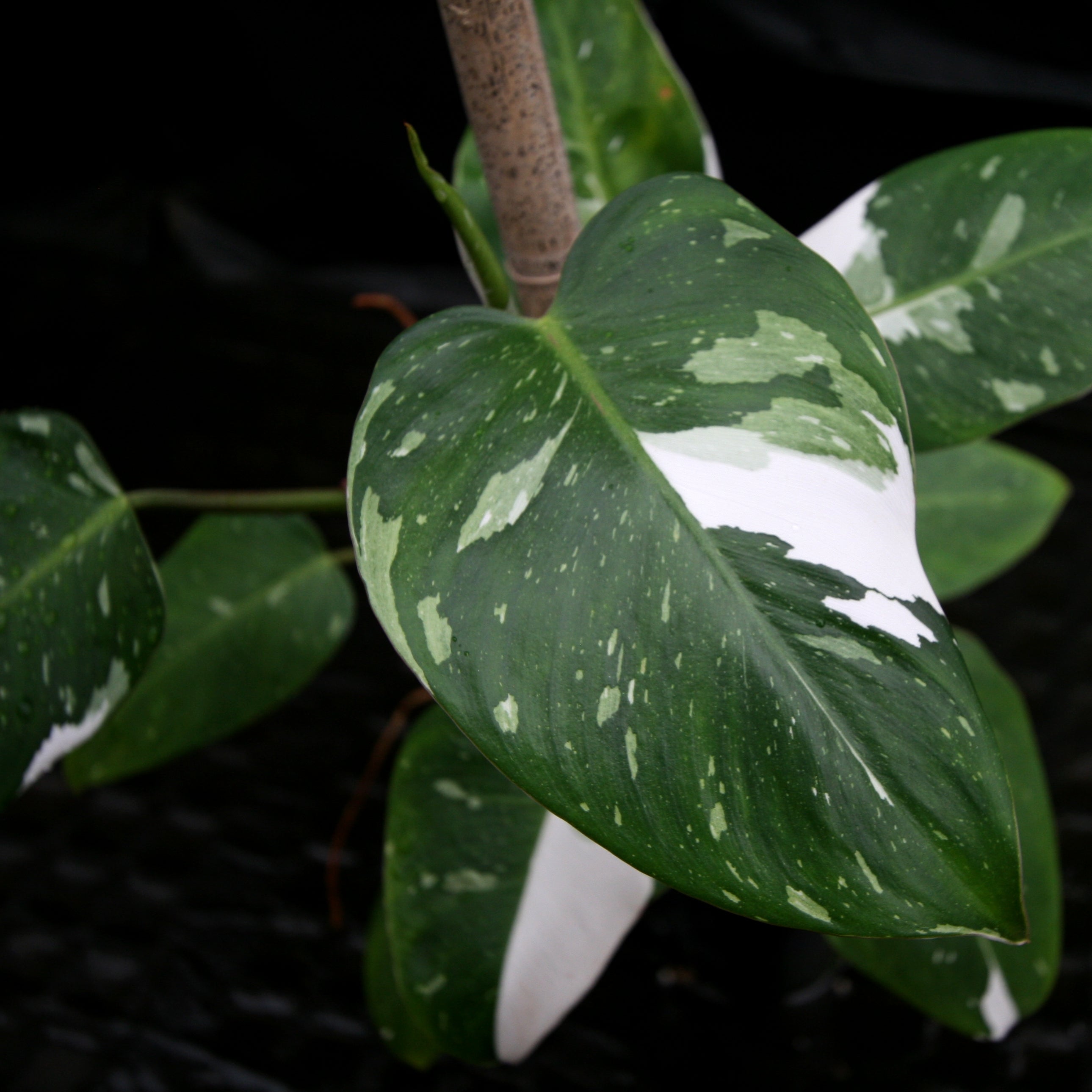 philodendron white princess australia Philodendron 'White Princess'