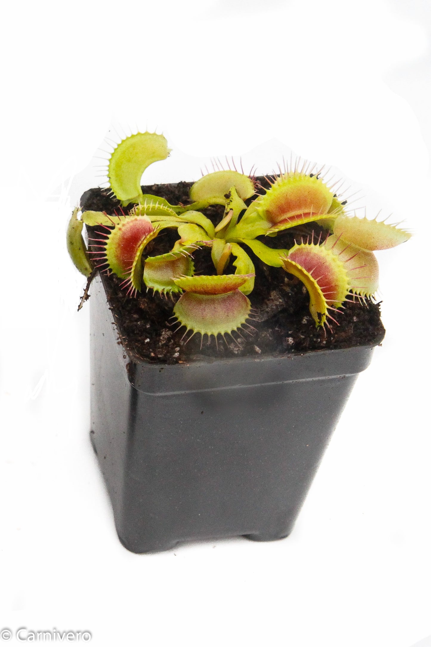 Venus Flytrap