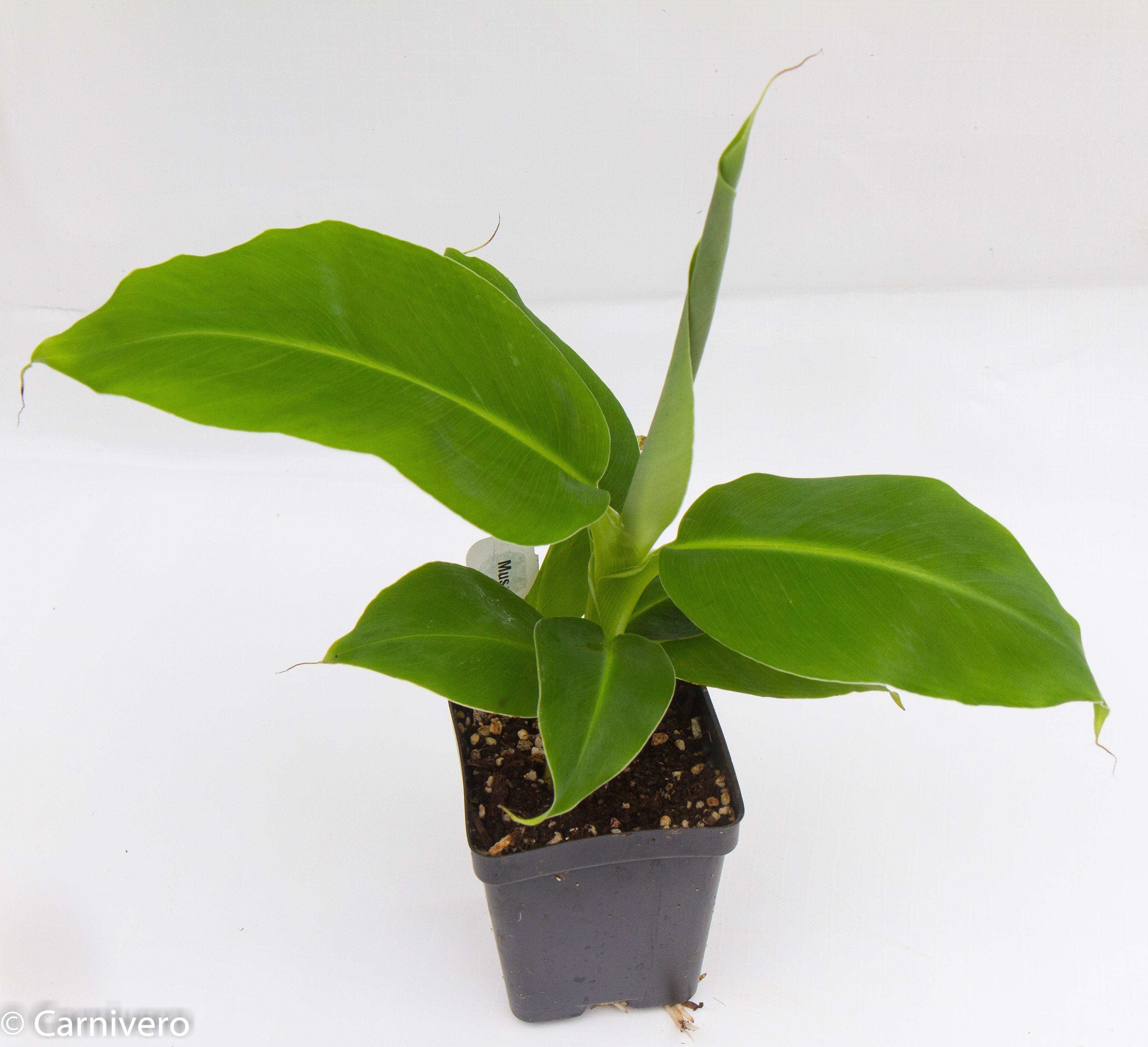mini banana plant indoor Musa 'Truly Tiny' Banana Tree – Carnivero
