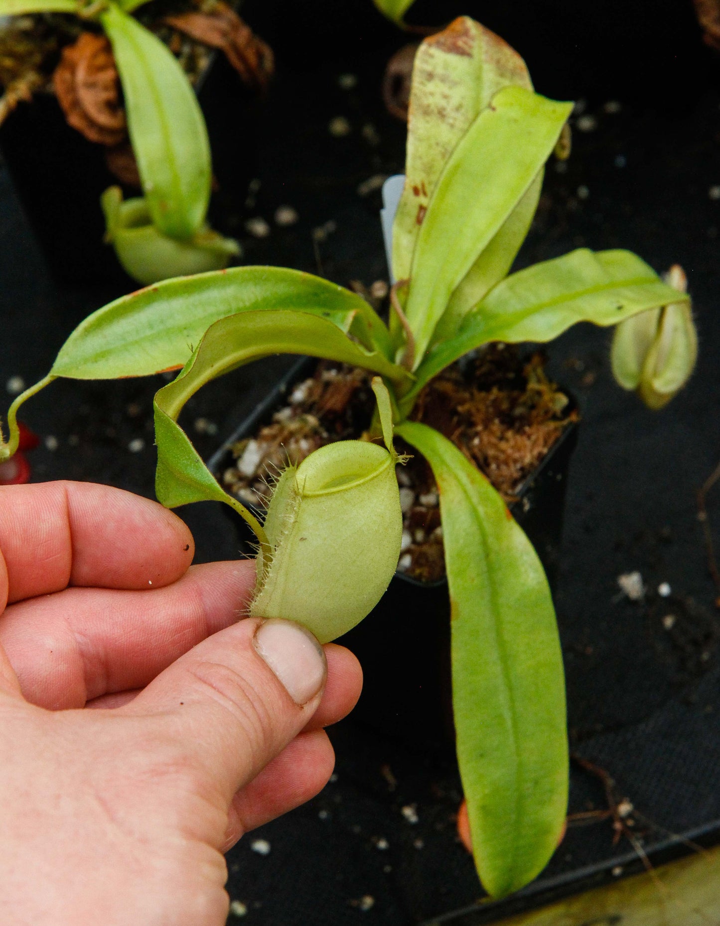 Nepenthes ampullaria Green