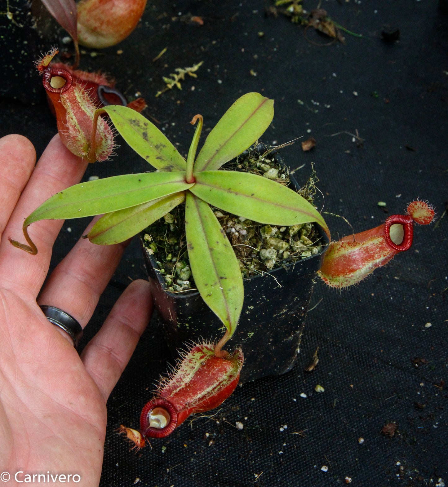 Nepenthes ampullaria x hamata, BE-3726
