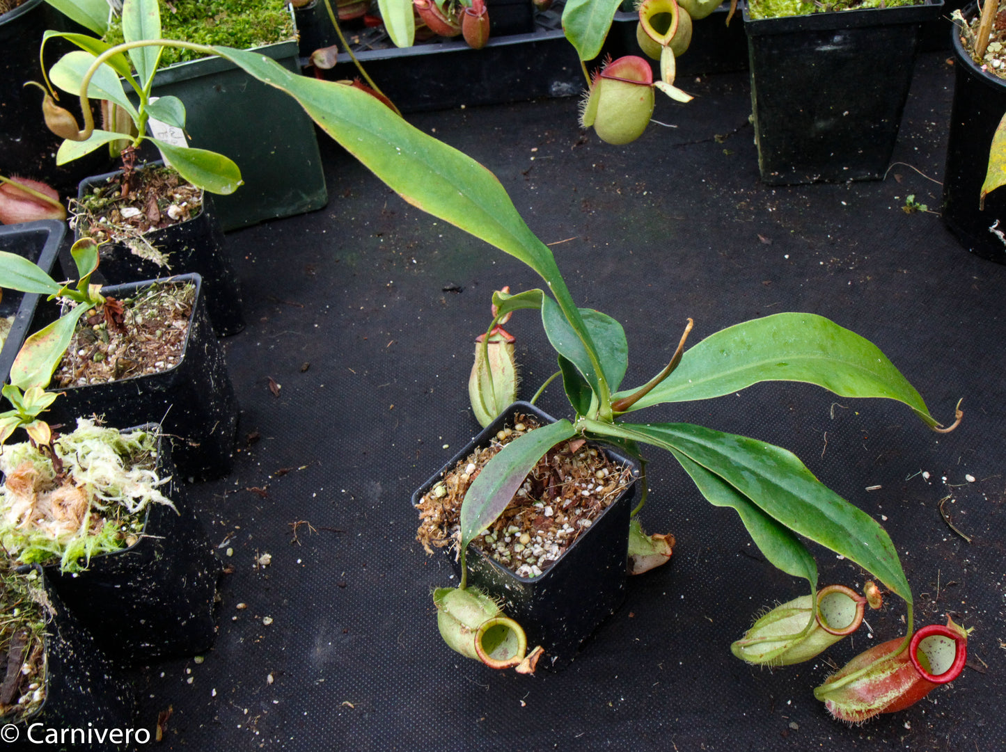 Nepenthes ampullaria x spectabilis