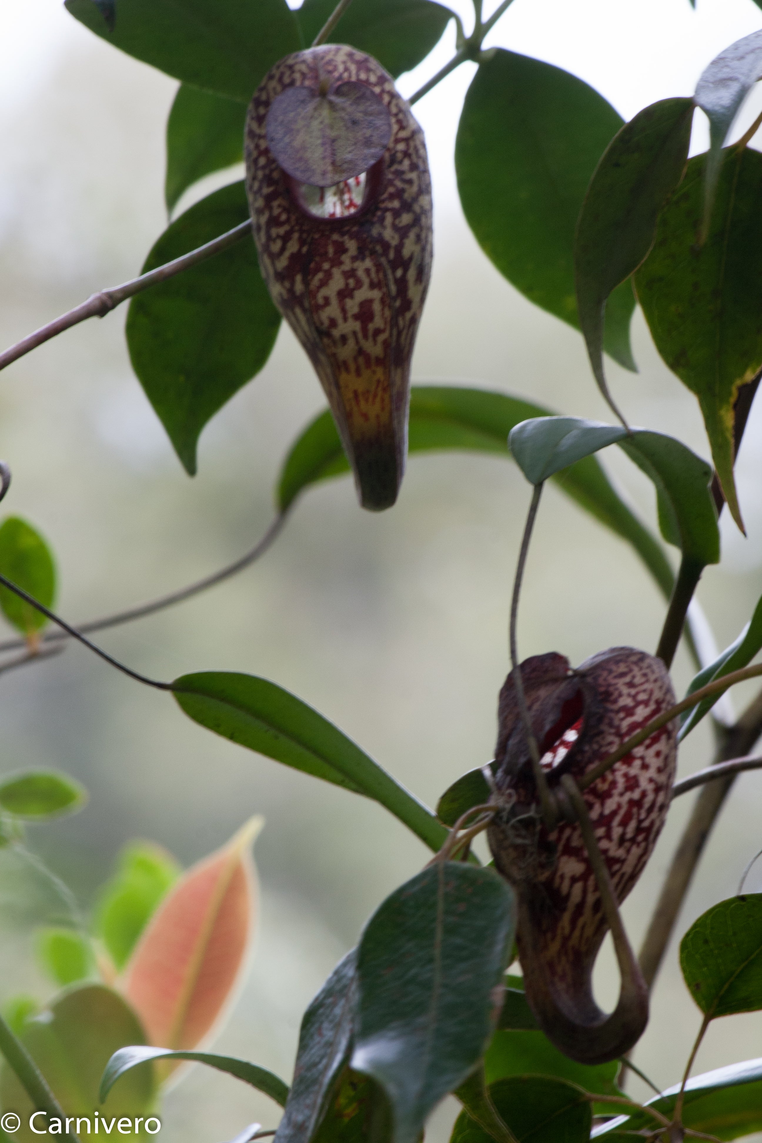 Nepenthes aristolochioides – XS diabolica Clone:NM03