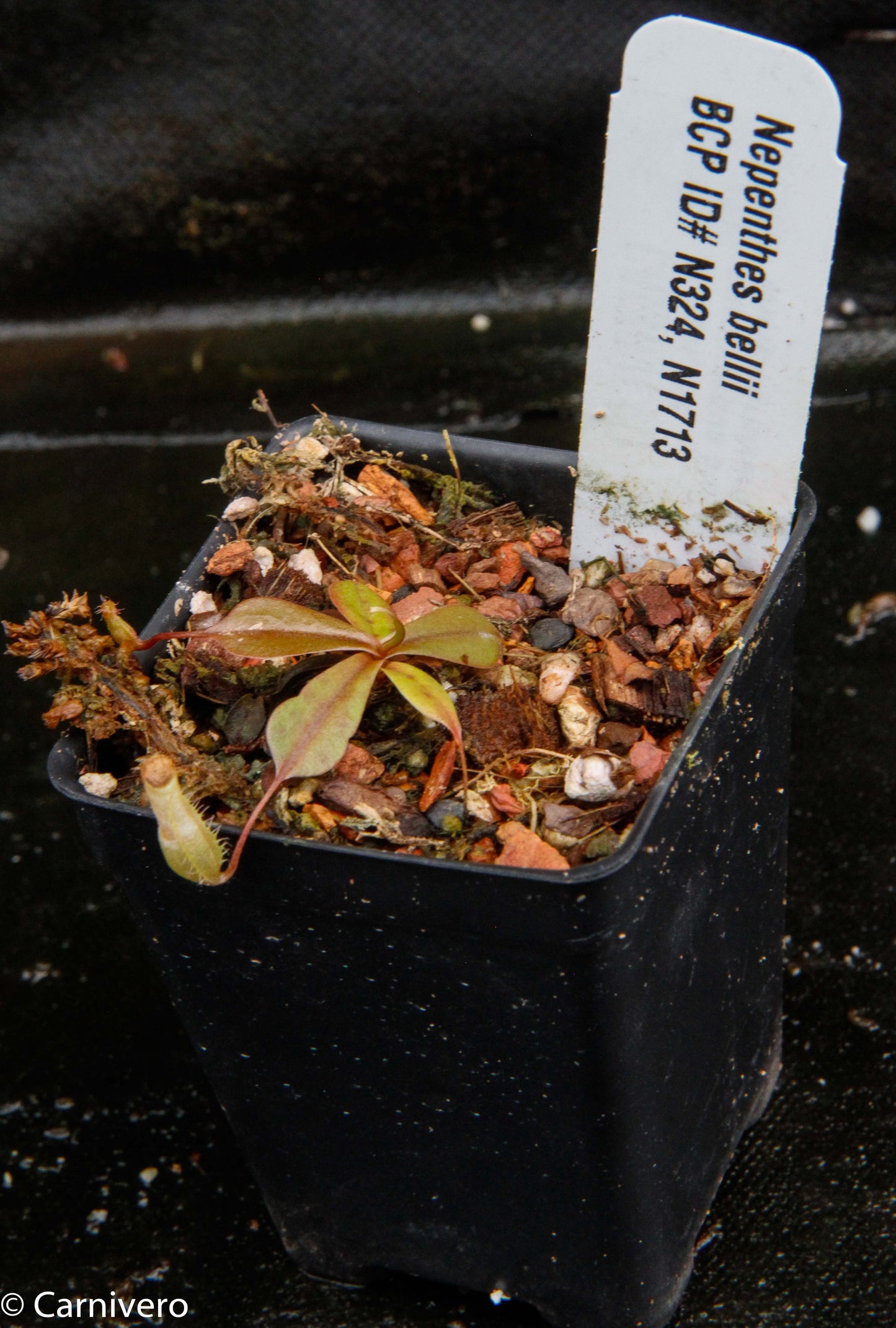 Nepenthes bellii, BE-3026