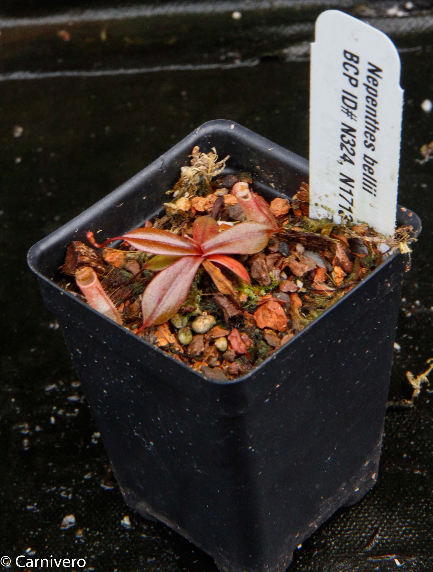 Nepenthes bellii, BE-3026