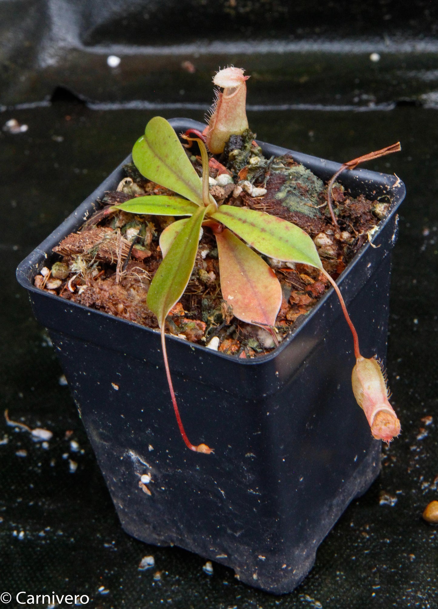Nepenthes bellii, BE-3026