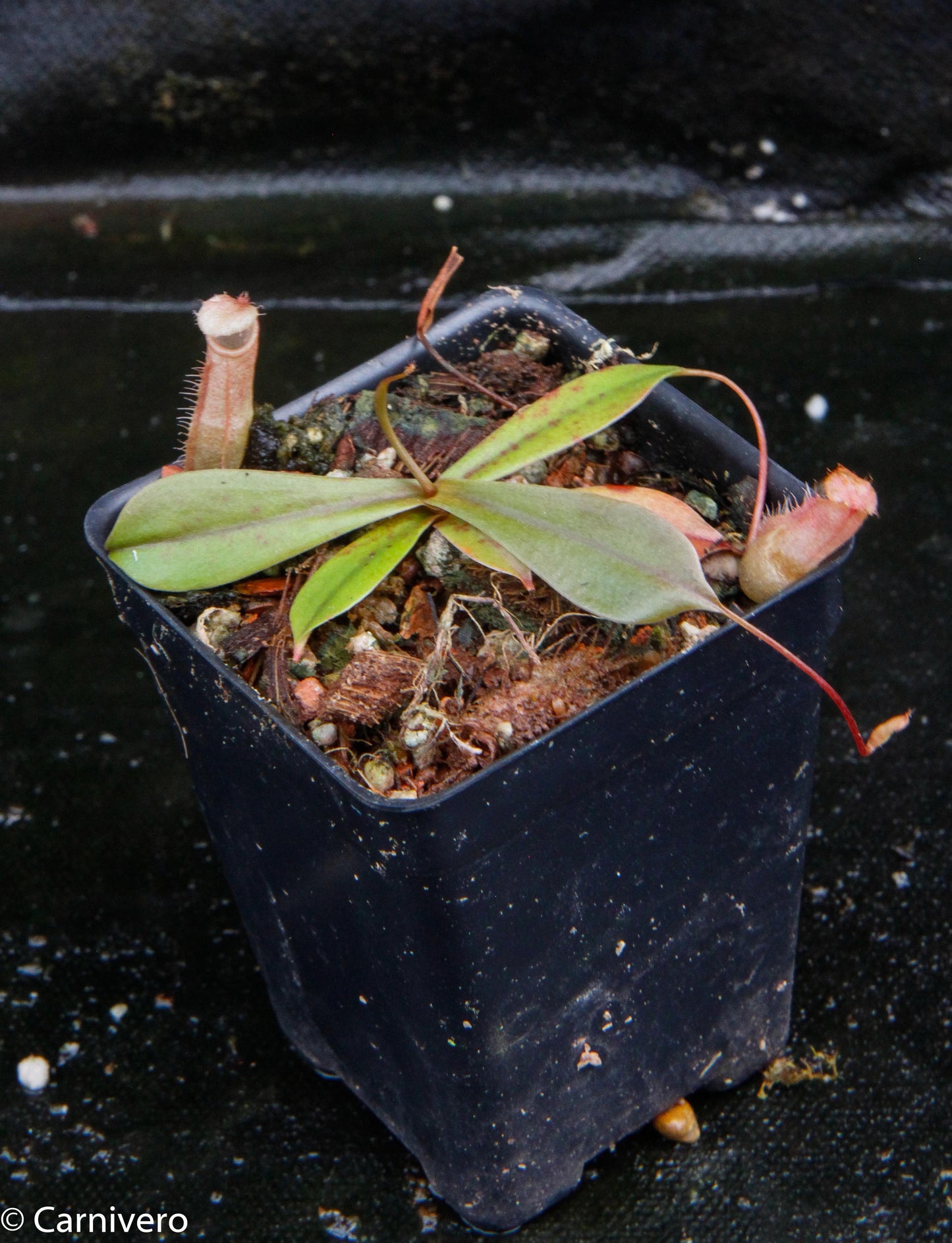 Nepenthes bellii, BE-3026