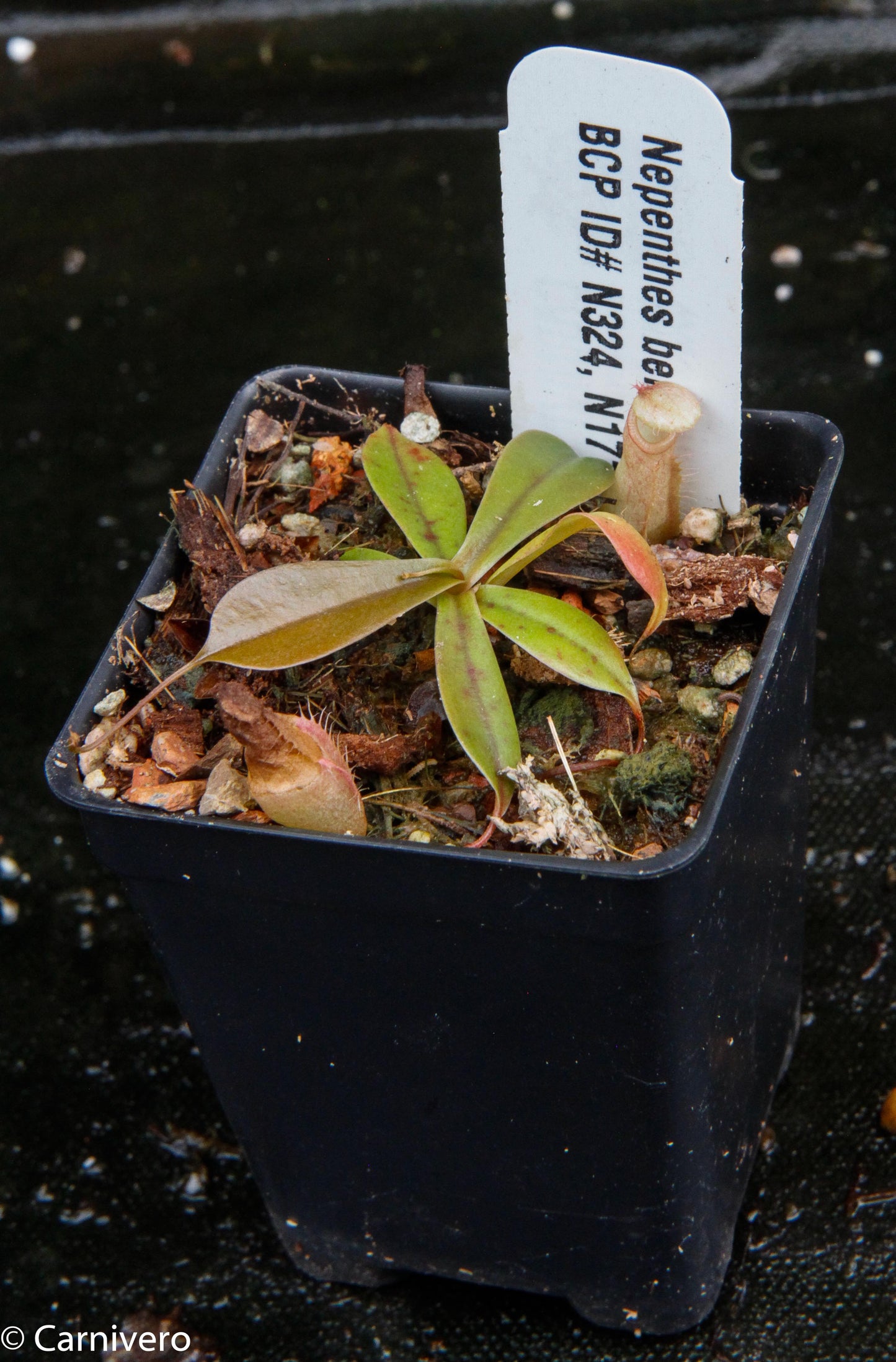 Nepenthes bellii, BE-3026