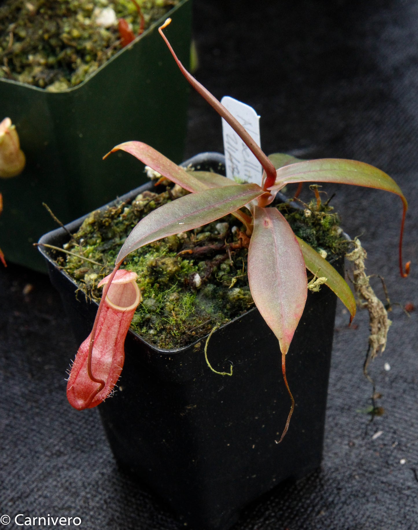 Nepenthes bellii, BE-3026
