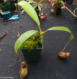 Nepenthes robcantleyi x tenuis, BE-3982, pitcher plant, carnivorous plant, collectors plant, large pitchers, rare plants