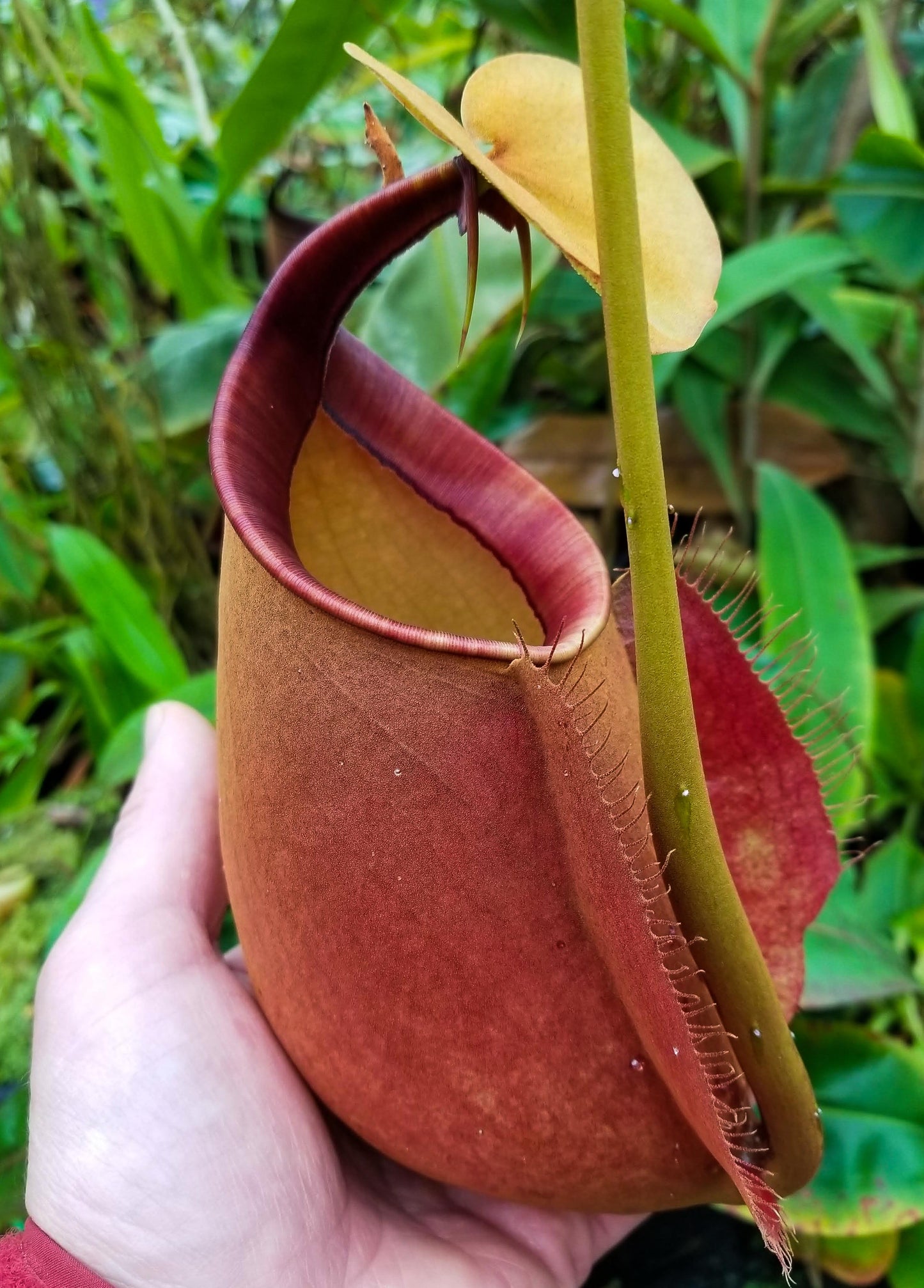 Nepenthes bicalcarata (Orange x Red), CAR-0268 fanged squat pitcher, Pitcher plant, carnivorous plant, collectors plant, pitchers, rare nepenthes, terrarium plant, easy to grow nepenthes, beginner nepenthes, beginner pitcher plants, nepenthes.