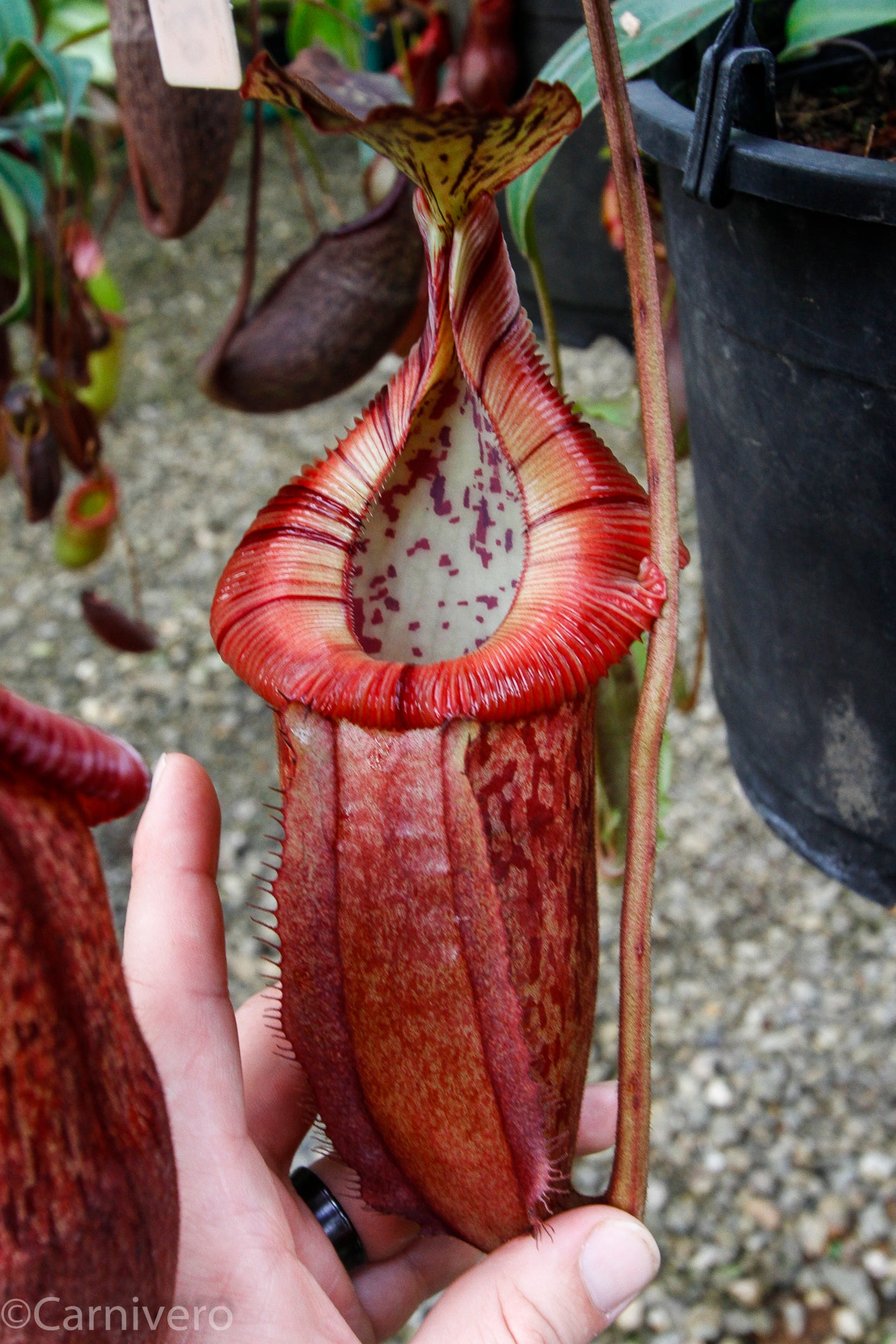 Nepenthes burbidgeae x edwardsiana MT – Carnivero