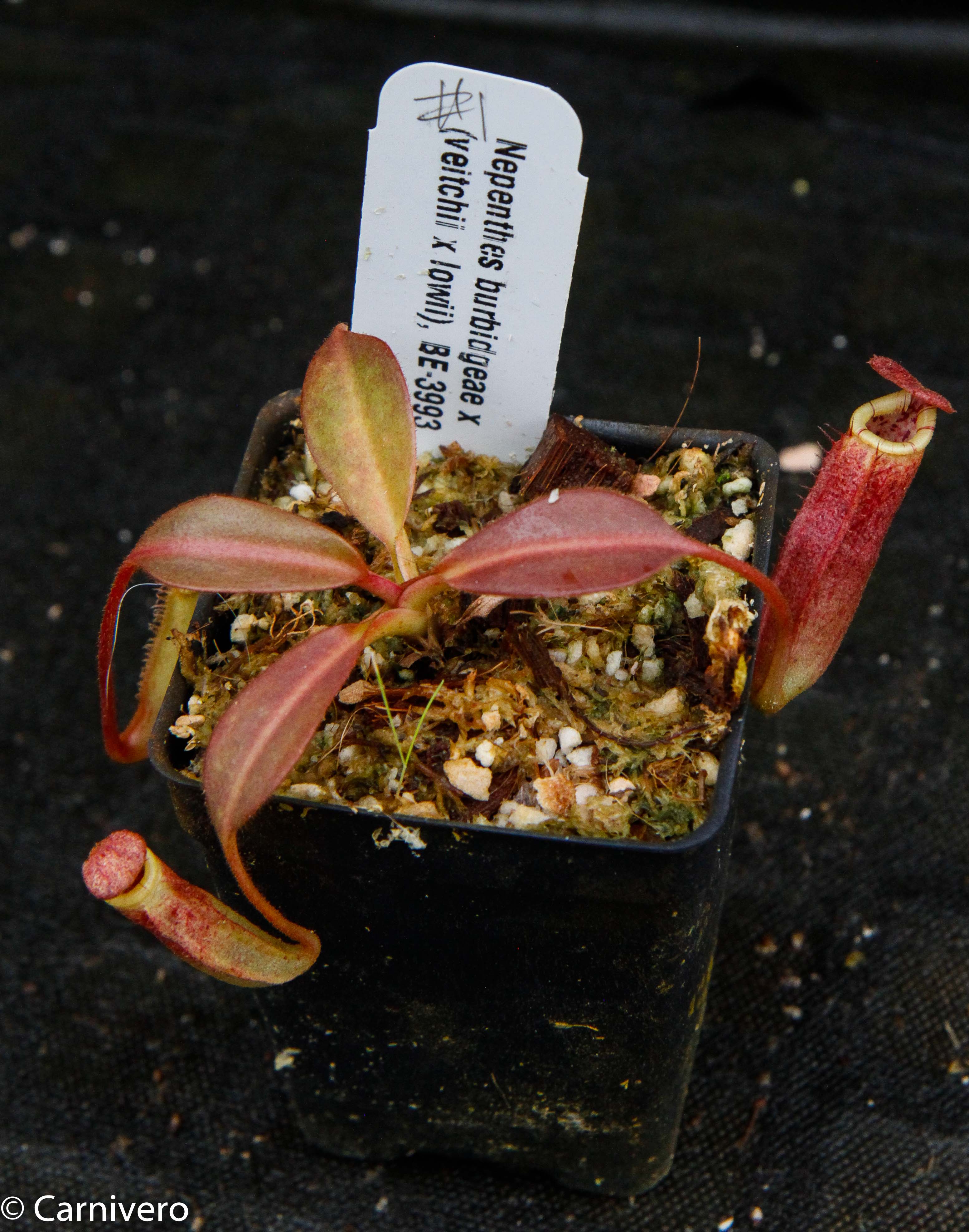 Nepenthes burbidgeae x (veitchii x lowii) – Carnivero