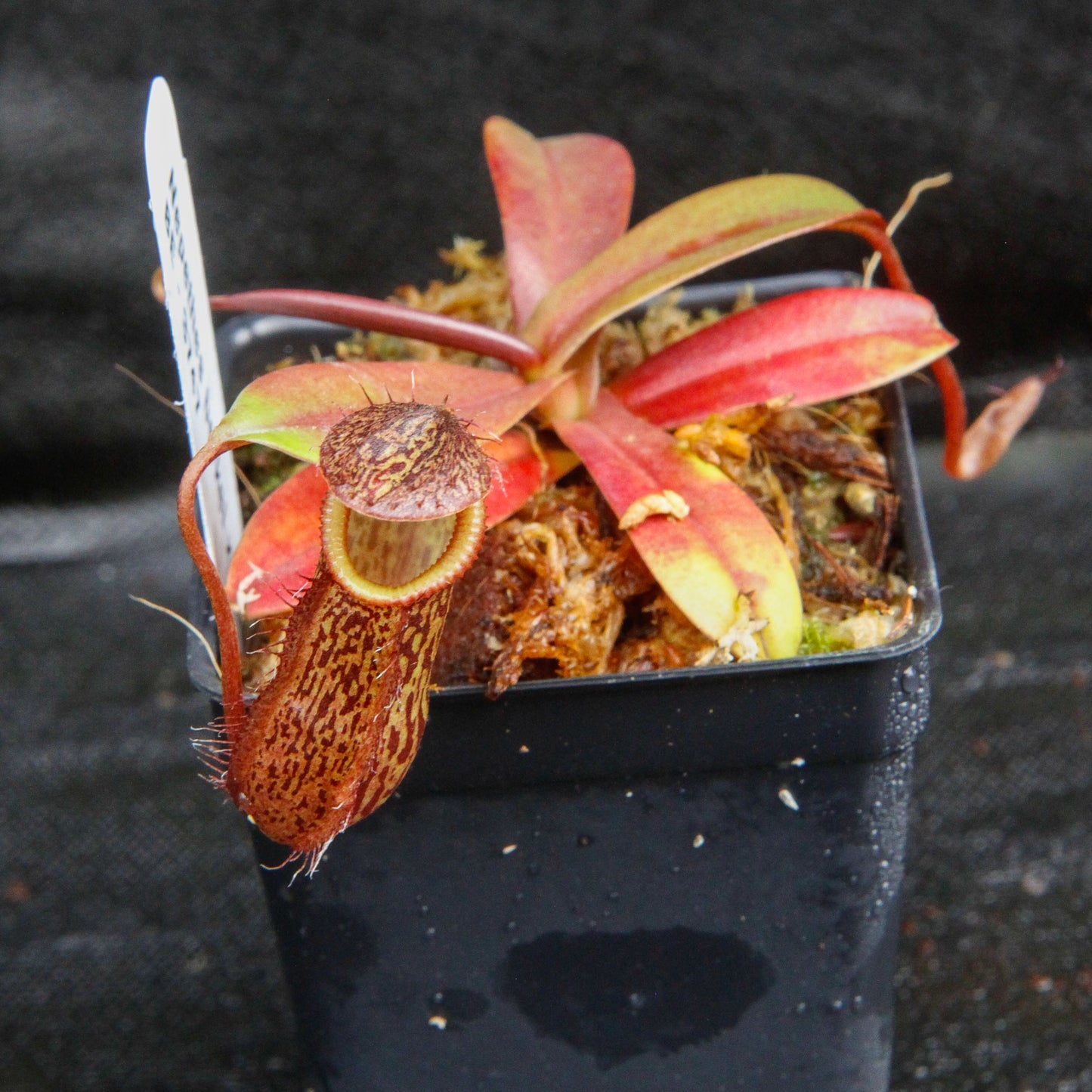 Nepenthes burkei x hamata, BE-3747
