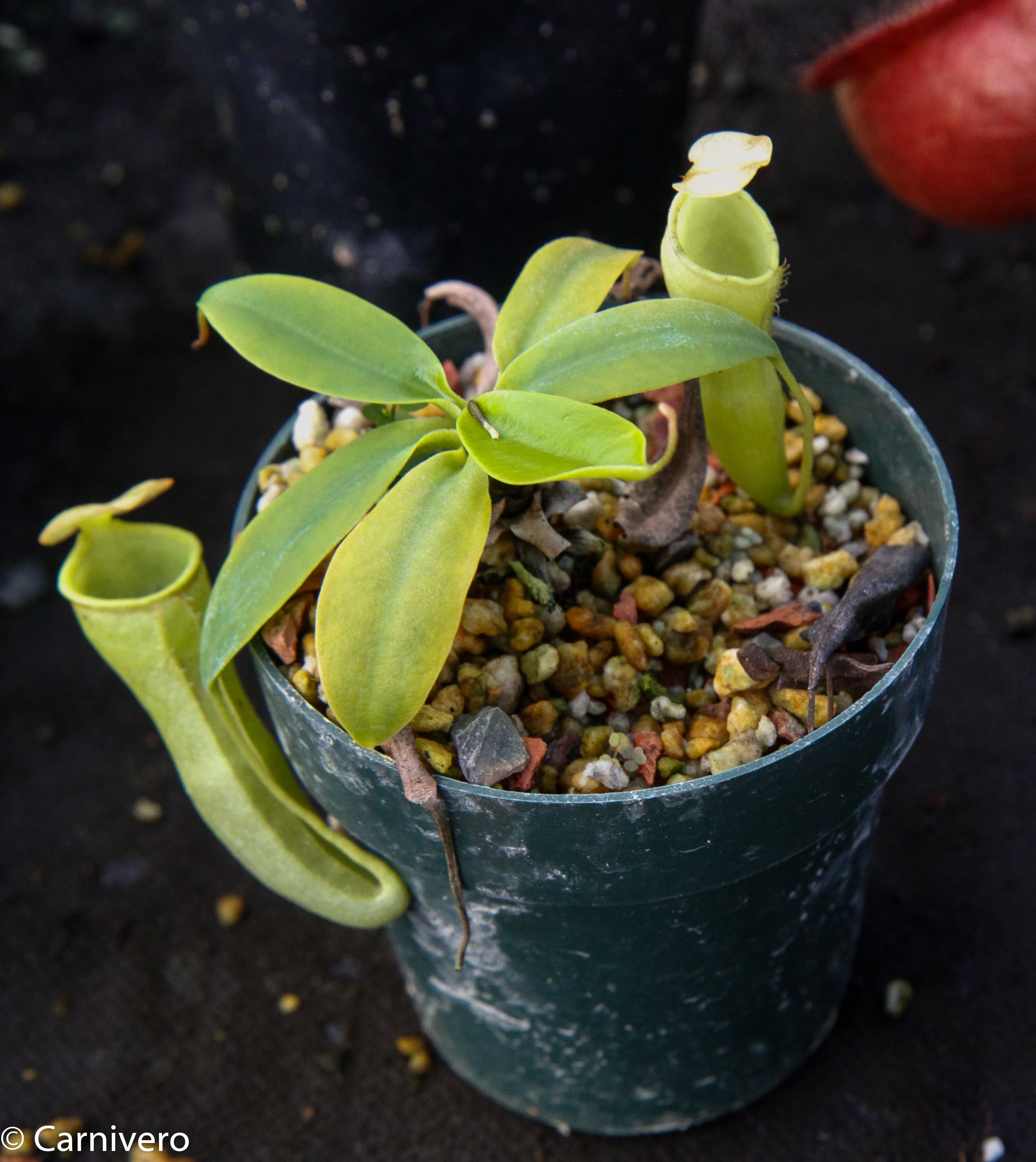 Nepenthes campanulata, BE-3044 – Carnivero