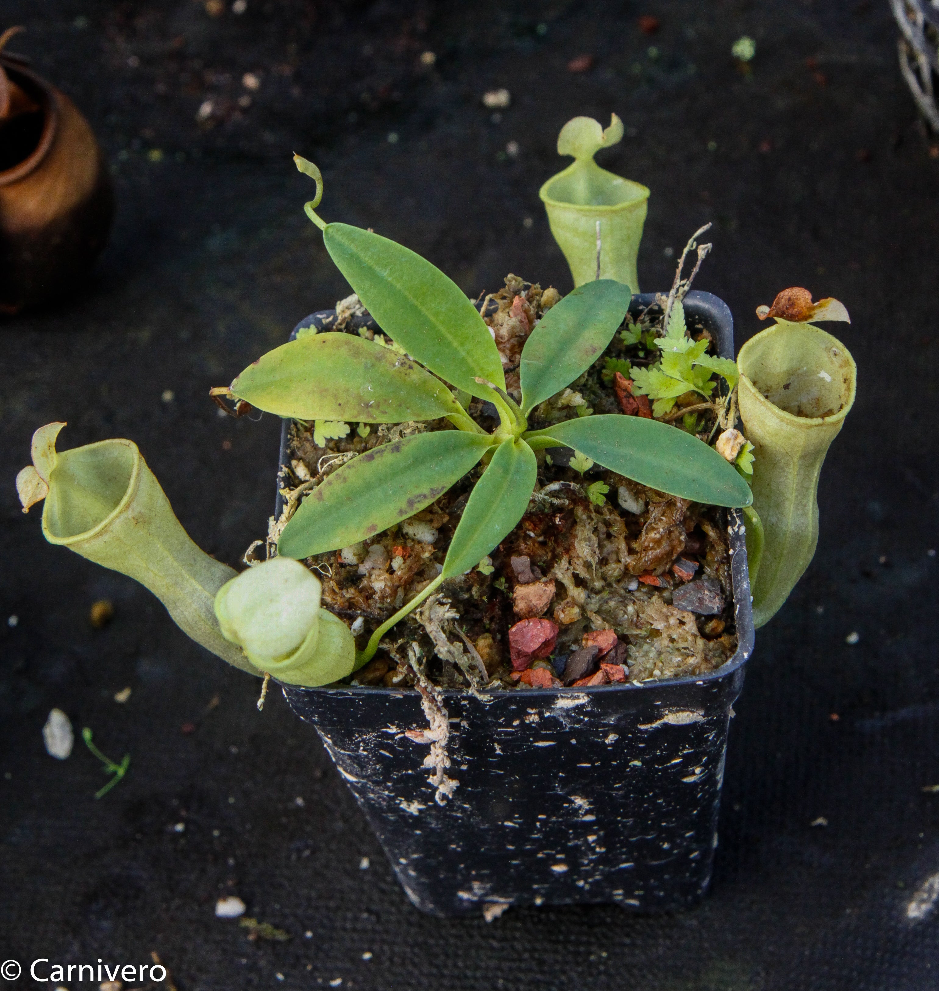その他観葉植物 BE-3044 nepenthes campanulata NepenthesCampanulataBE3044_2_o