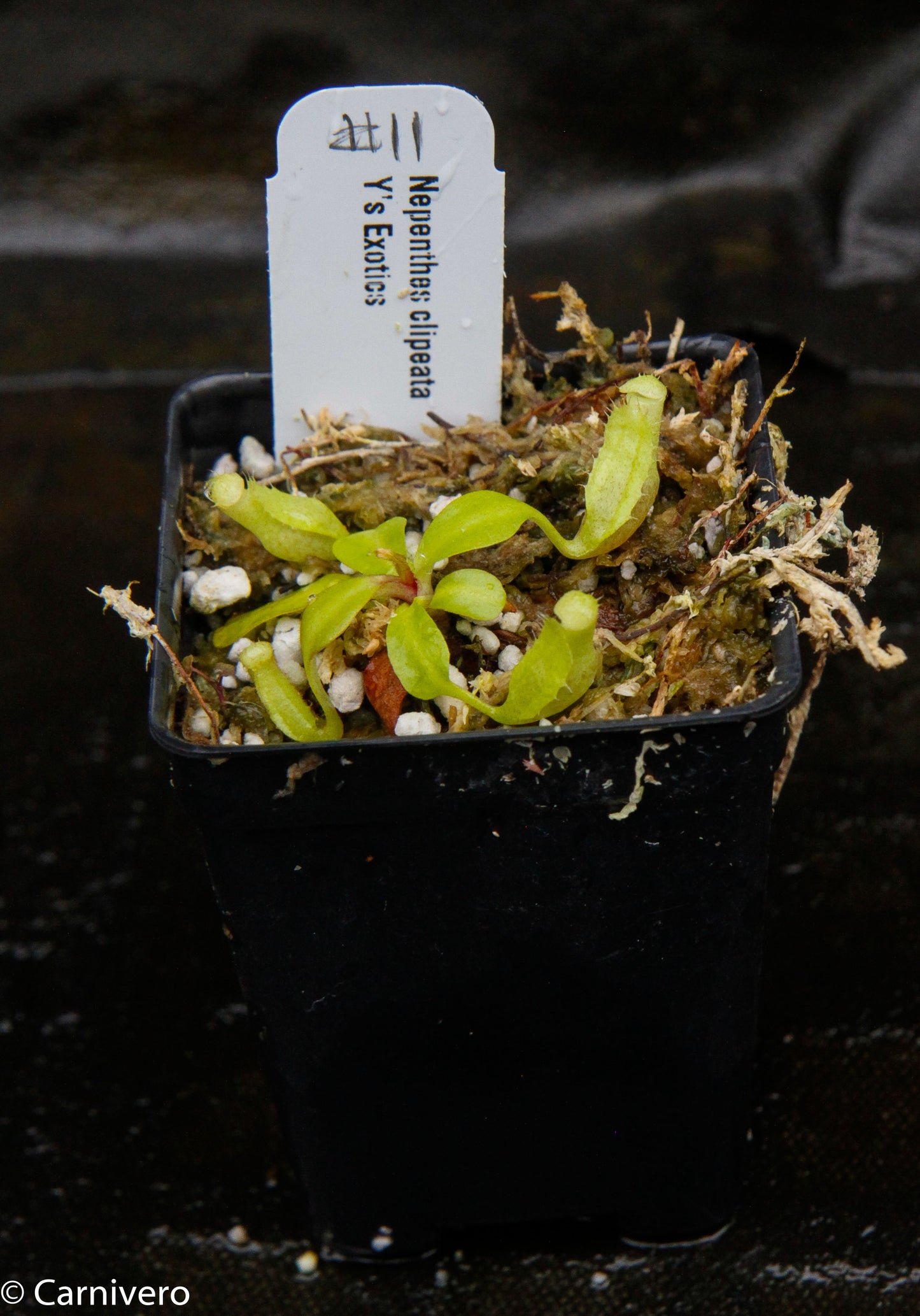 Nepenthes clipeata
