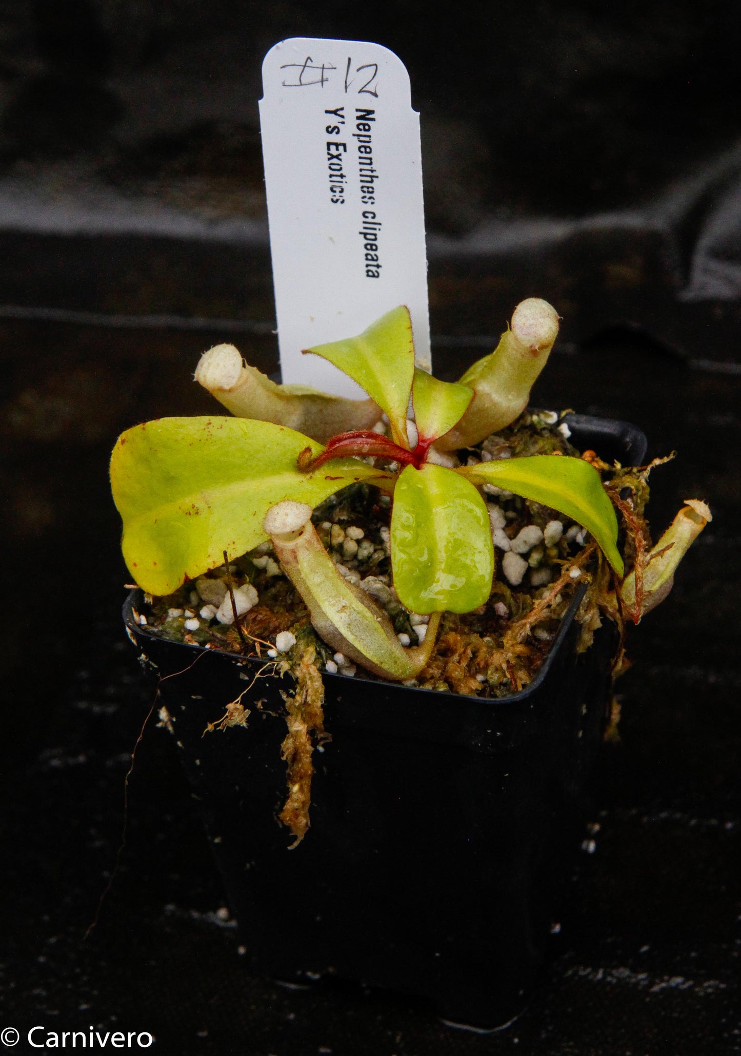 Nepenthes clipeata