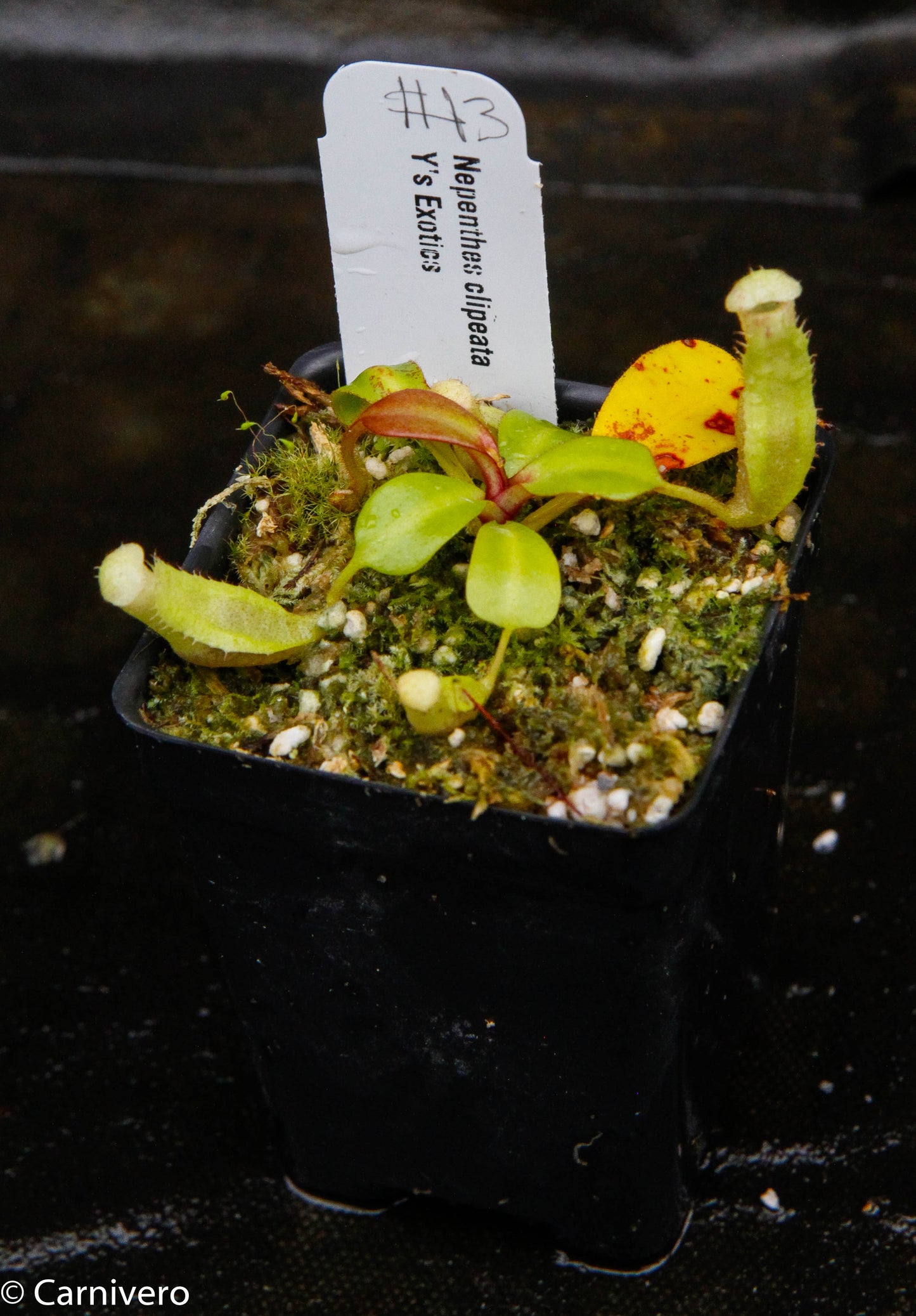 Nepenthes clipeata