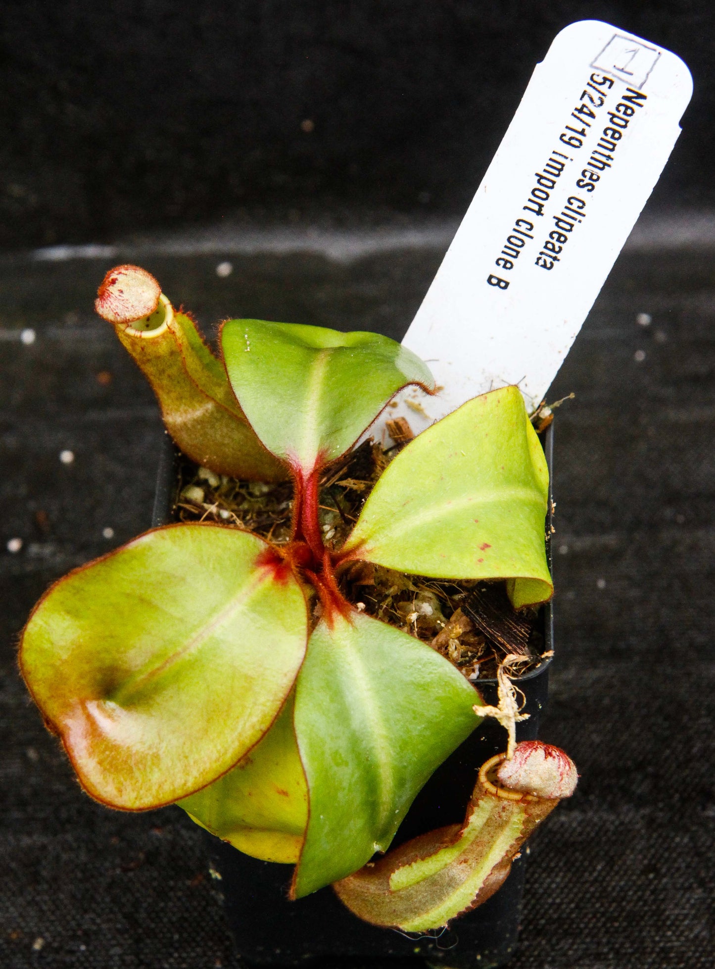 Nepenthes clipeata
