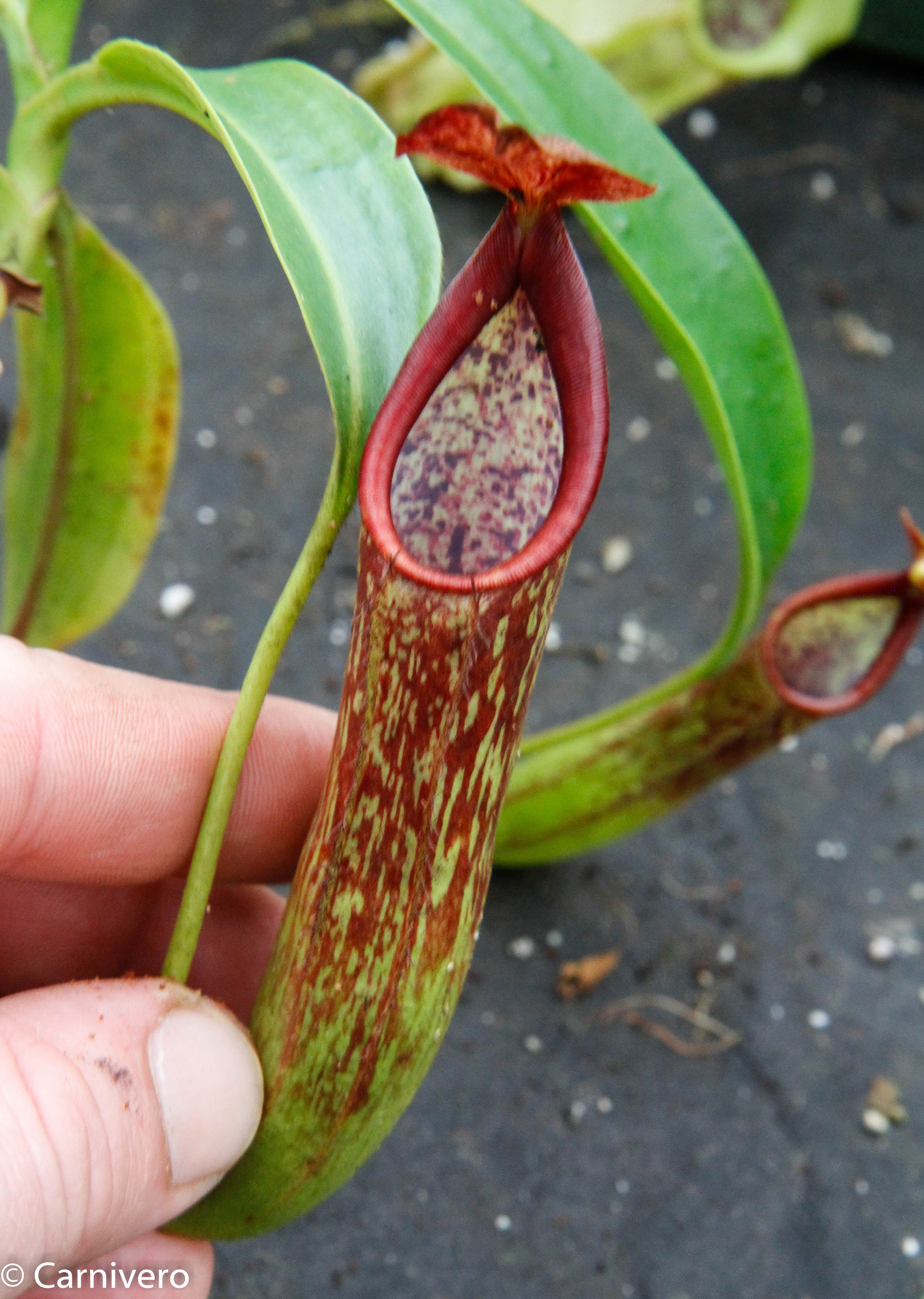 Nepenthes copellandii Carnivero