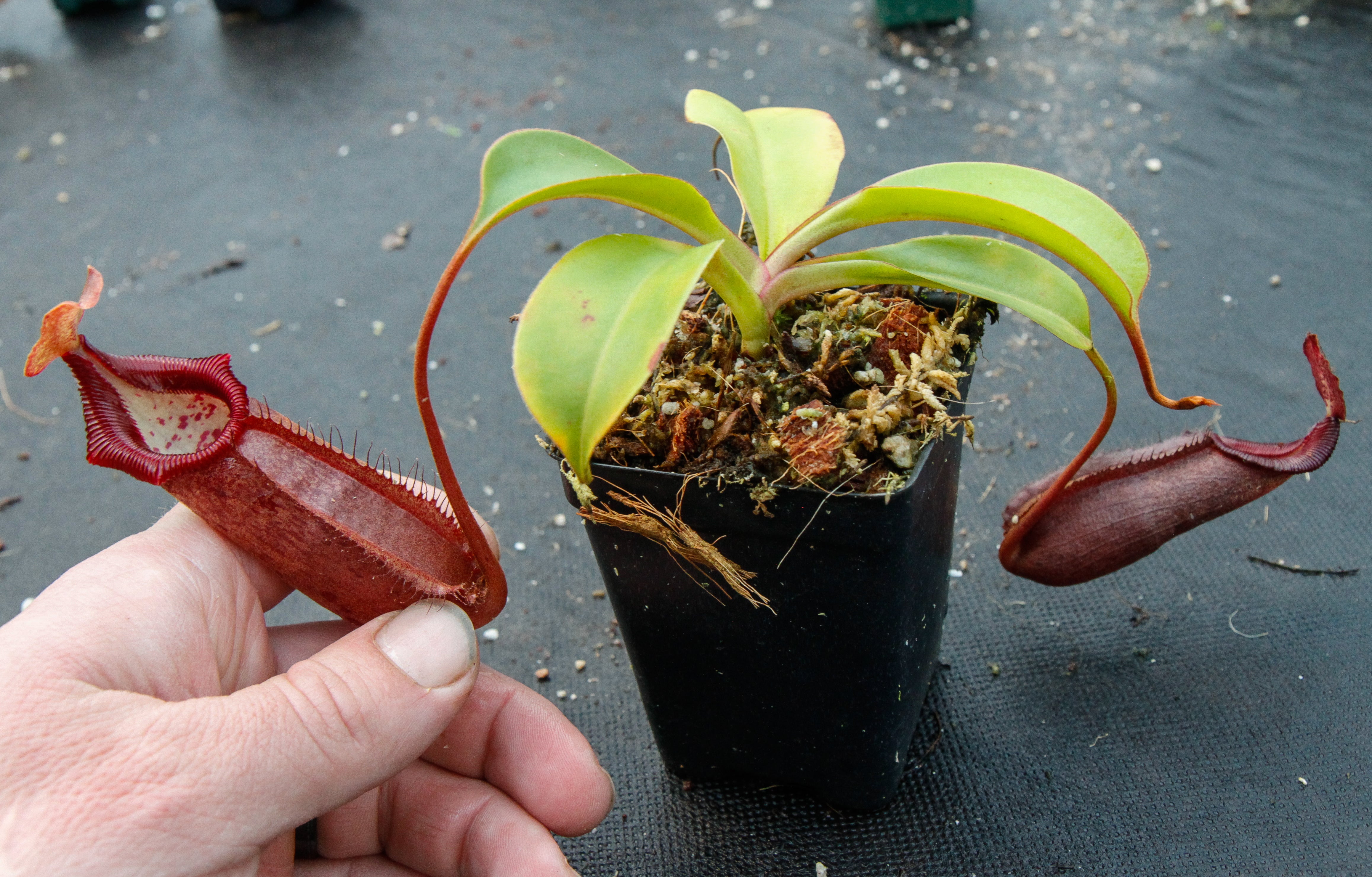 Nepenthes densiflora x robcantleyi, BE-3573 – Carnivero