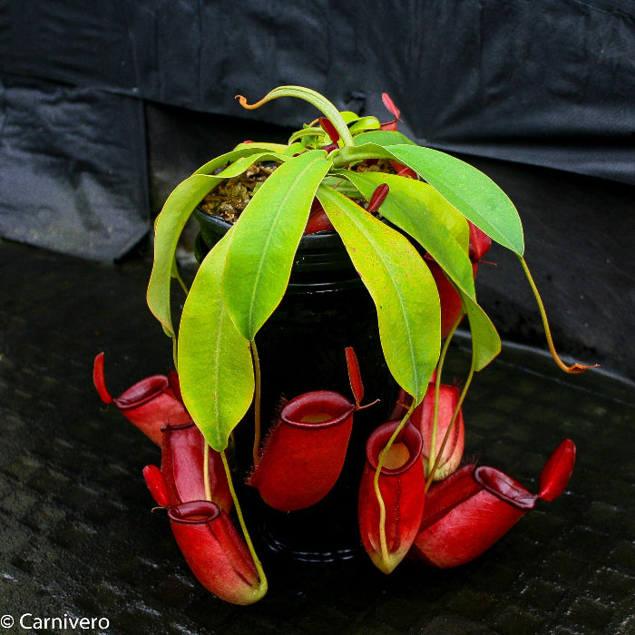 Nepenthes Diana large red pitcher, Pitcher plant, carnivorous plant, collectors plant, large pitchers, rare nepenthes, terrarium plant, easy to grow nepenthes, beginner nepenthes, beginner pitcher plants