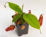 Nepenthes Diana large red pitcher, Pitcher plant, carnivorous plant, collectors plant, large pitchers, rare nepenthes, terrarium plant, easy to grow nepenthes, beginner nepenthes, beginner pitcher plants 