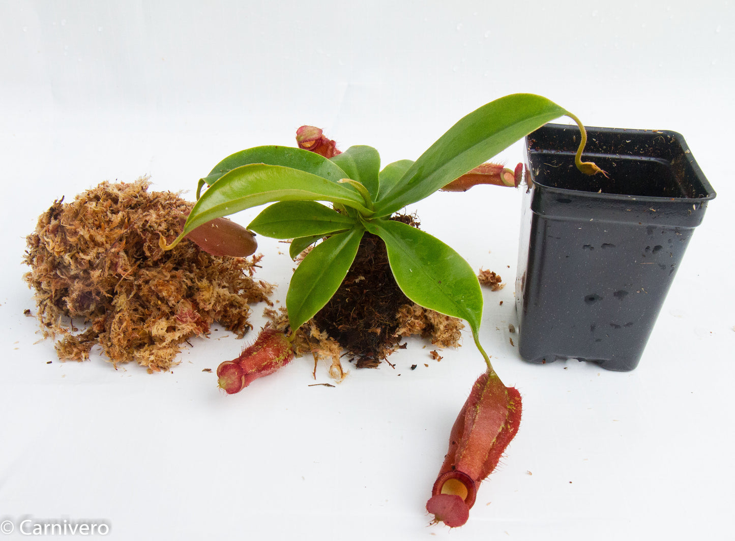 Nepenthes Diana large red pitcher, Pitcher plant, carnivorous plant, collectors plant, large pitchers, rare nepenthes, terrarium plant, easy to grow nepenthes, beginner nepenthes, beginner pitcher plants