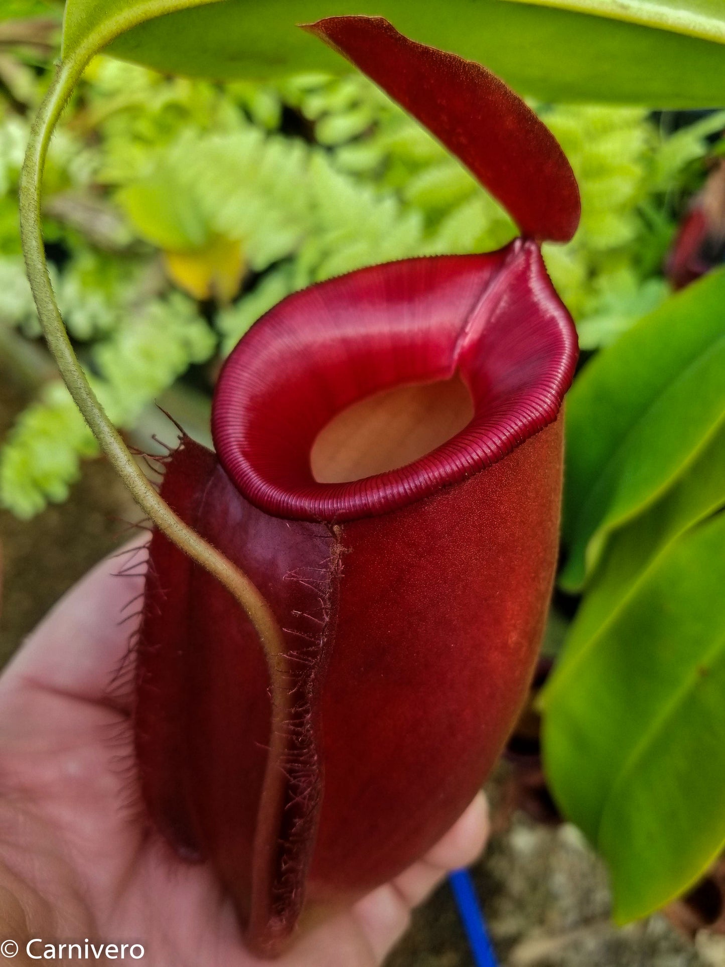 Nepenthes Diana large red pitcher, Pitcher plant, carnivorous plant, collectors plant, large pitchers, rare nepenthes, terrarium plant, easy to grow nepenthes, beginner nepenthes, beginner pitcher plants