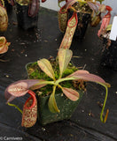 Nepenthes eymae, BE-3736, pitcher plant, carnivorous plant, collectors plant, large pitchers, rare plants