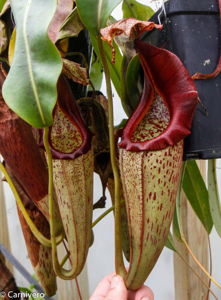 Nepenthes eymae, BE-3736, pitcher plant, carnivorous plant, collectors plant, large pitchers, rare plants