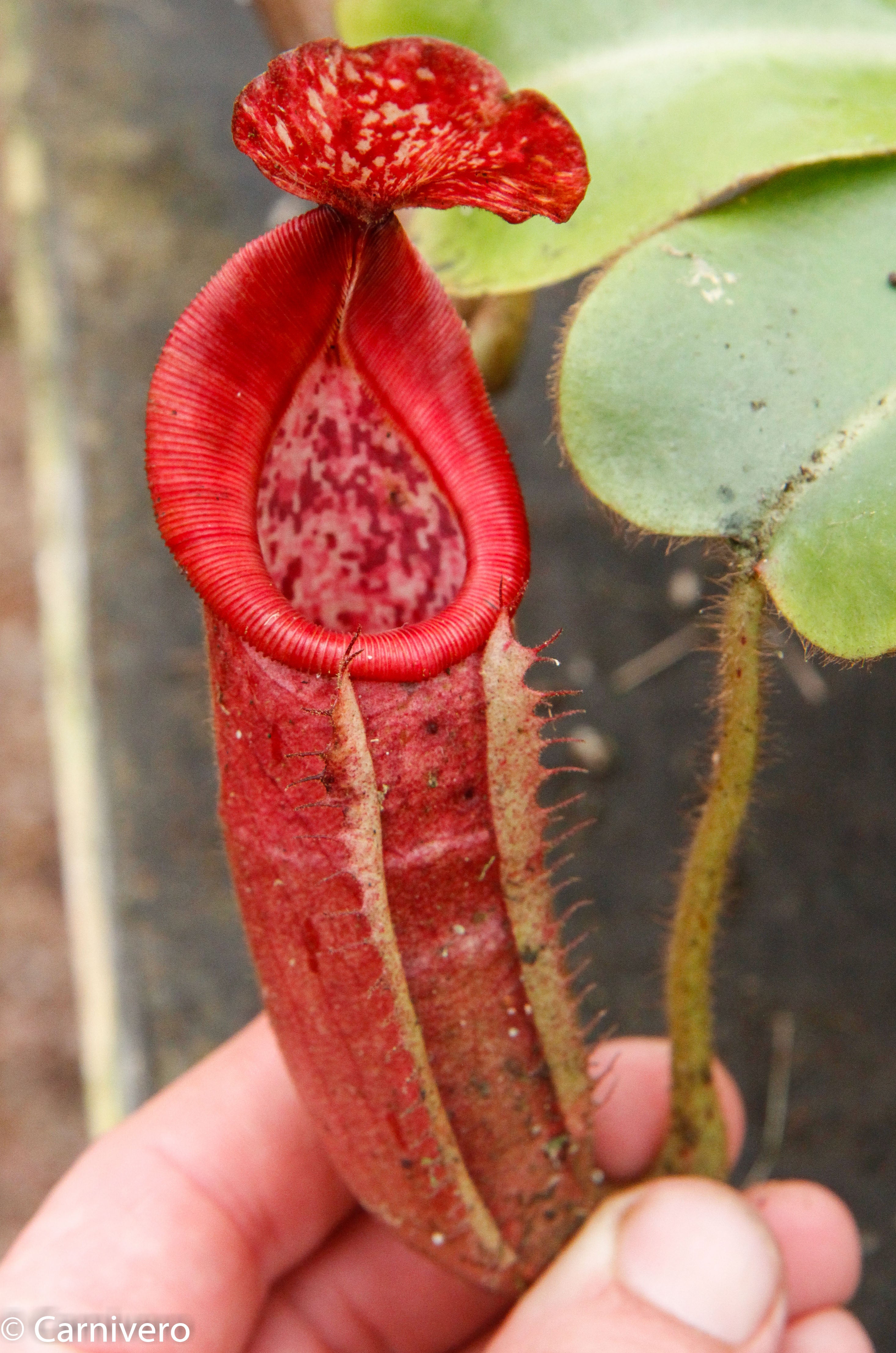 Nepenthes glandulifera x veitchii 