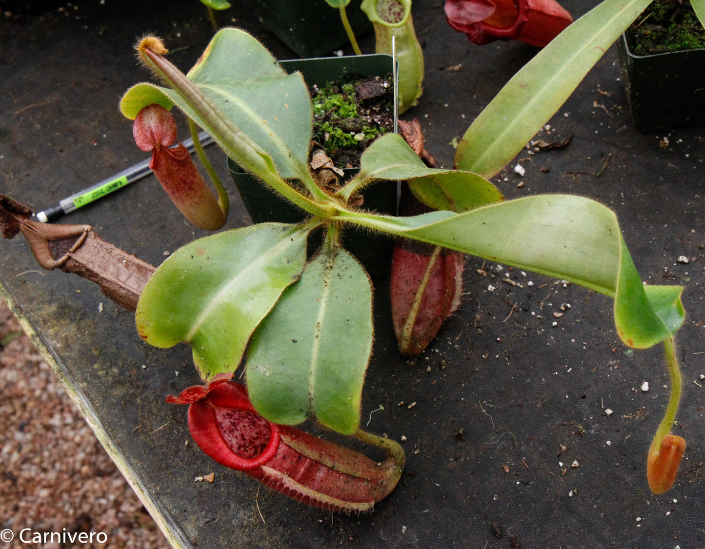 Nepenthes glandulifera x veitchii "Cherry Red"