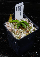 Nepenthes hamata (Tambusisi x Lumut), BE-4044, pitcher plant, carnivorous plant, collectors plant, large pitchers, rare plants 
