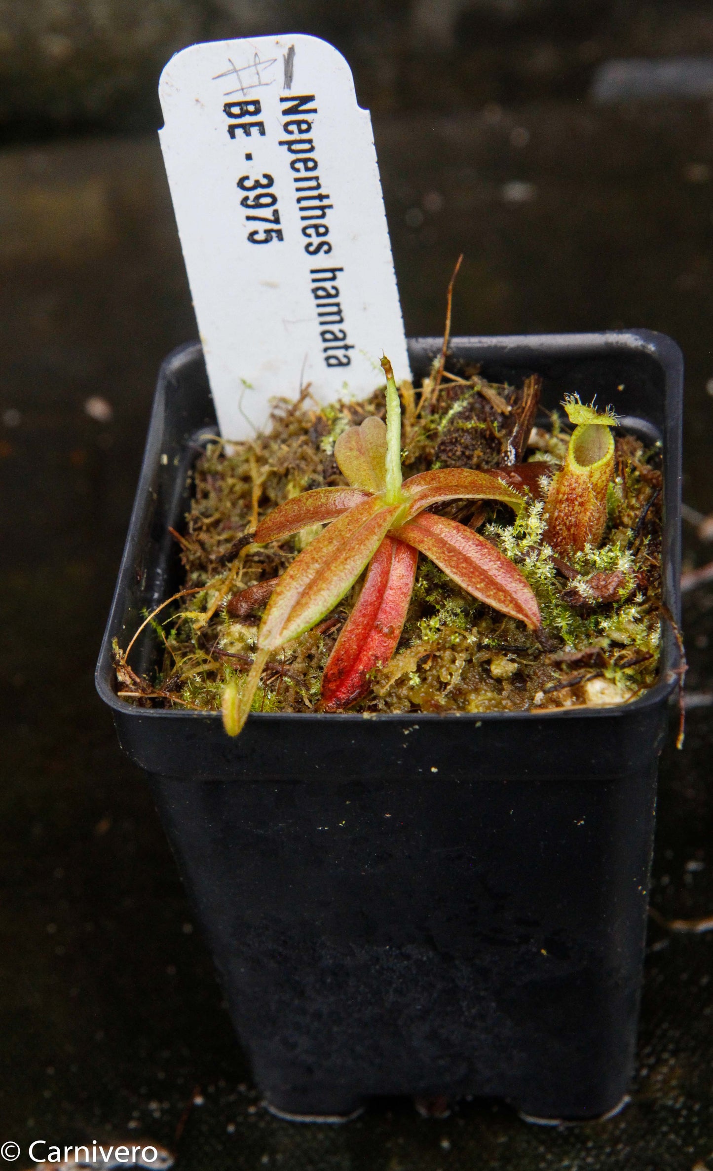 Nepenthes hamata, Tambusisi, BE-3975