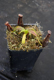 Nepenthes izumiae, pitcher plant, carnivorous plant, collectors plant, large pitchers, rare plants