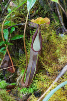 Nepenthes izumiae, pitcher plant, carnivorous plant, collectors plant, large pitchers, rare plants