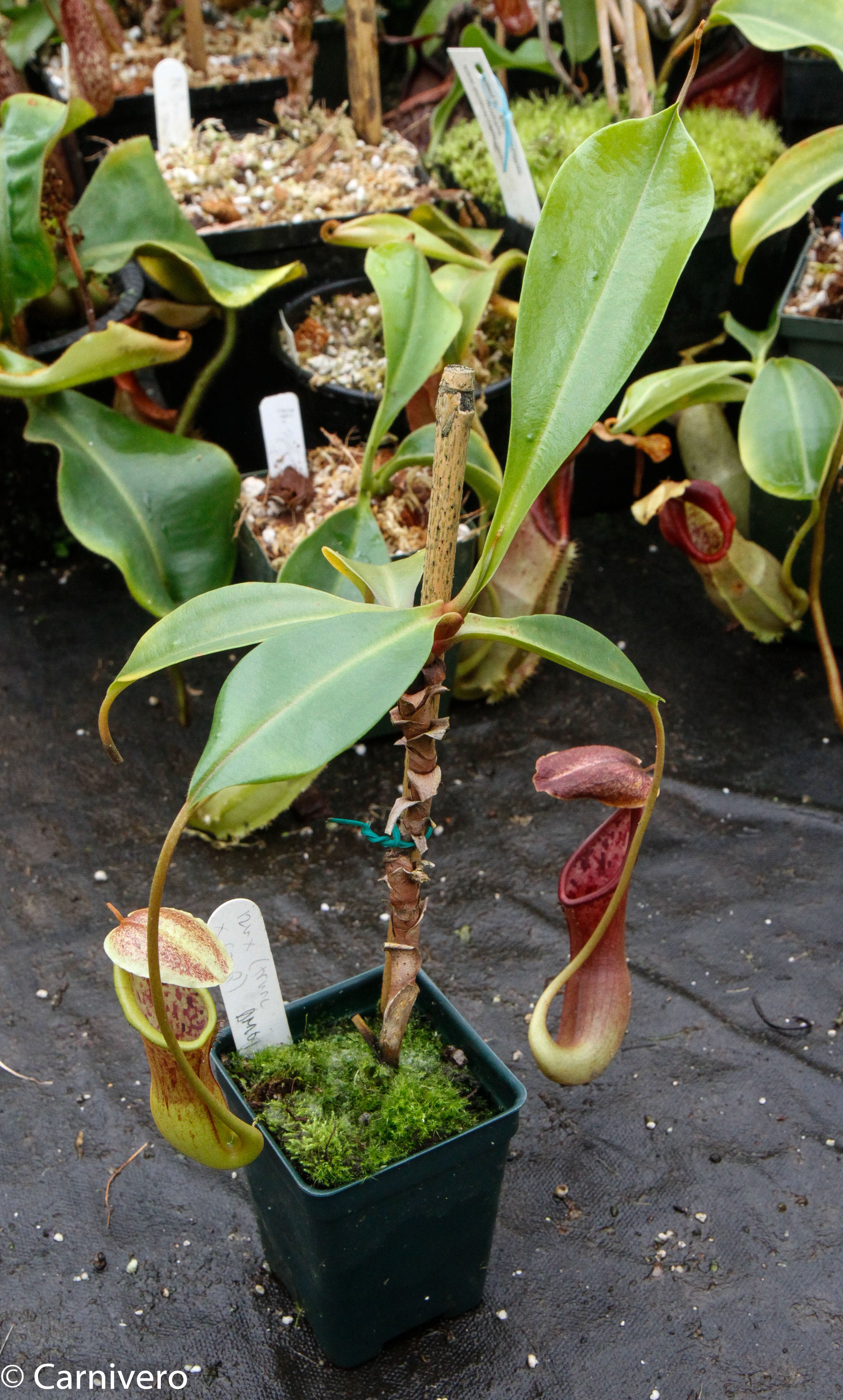 Nepenthes izumiae x (truncata x campanulata) – Carnivero