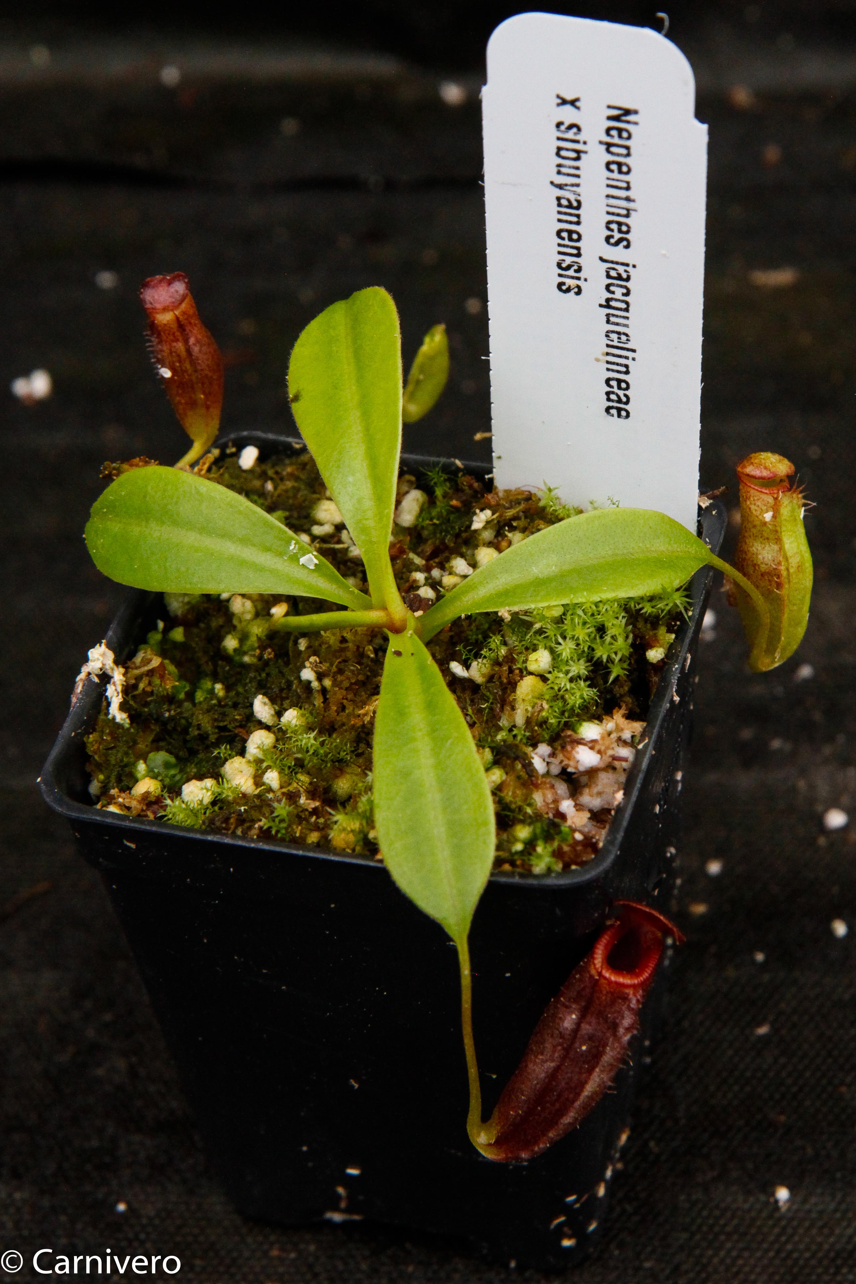 Nepenthes jacquelineae x sibuyanensis – Carnivero