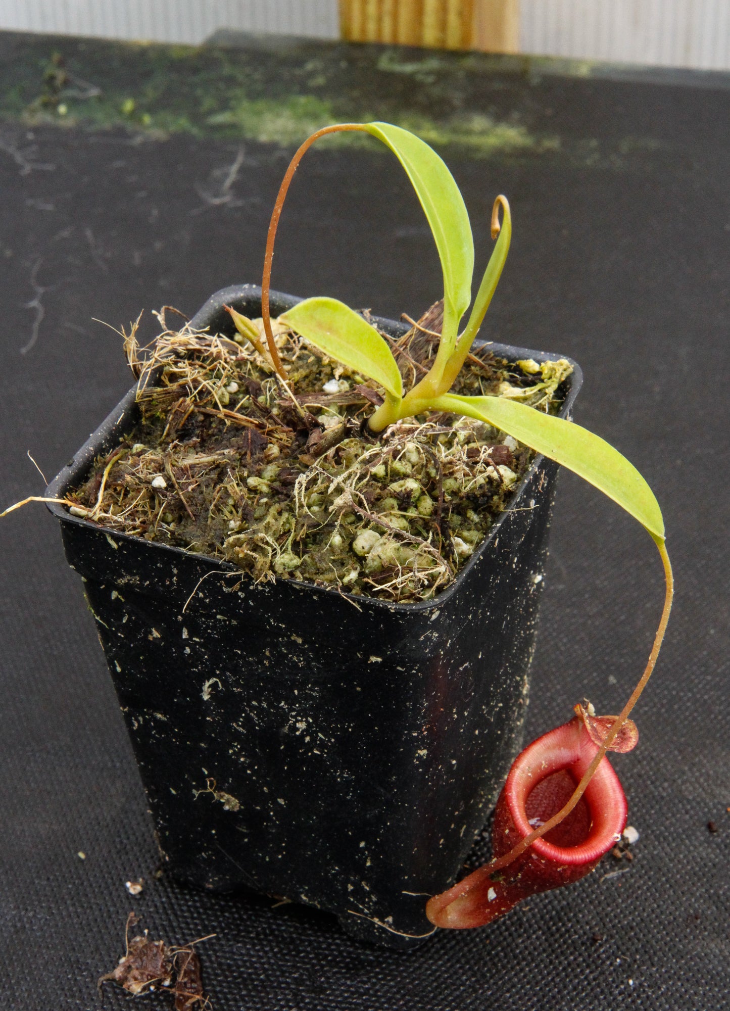 Nepenthes jamban, BE-3875