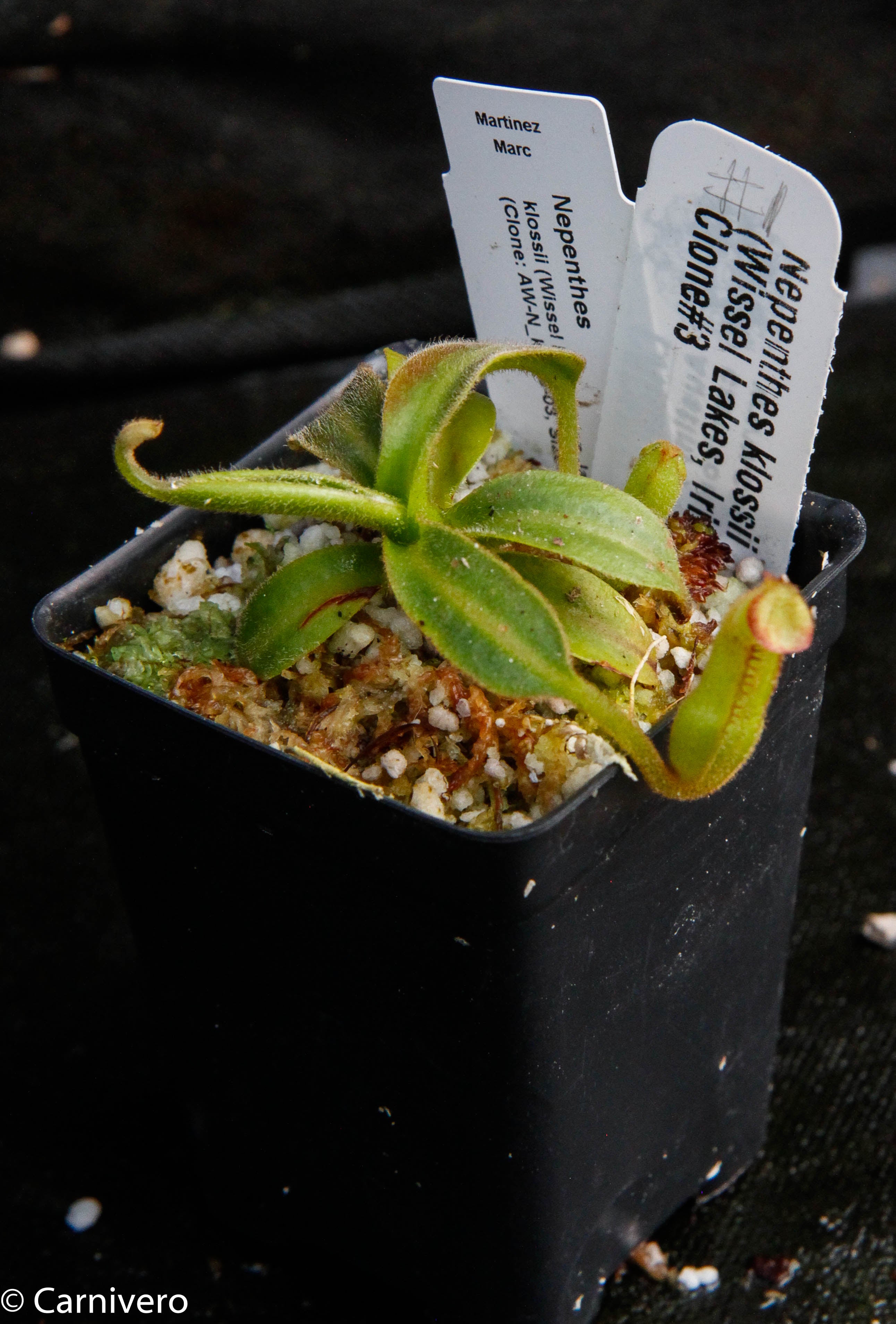 Nepenthes klossii, Wistuba – Carnivero