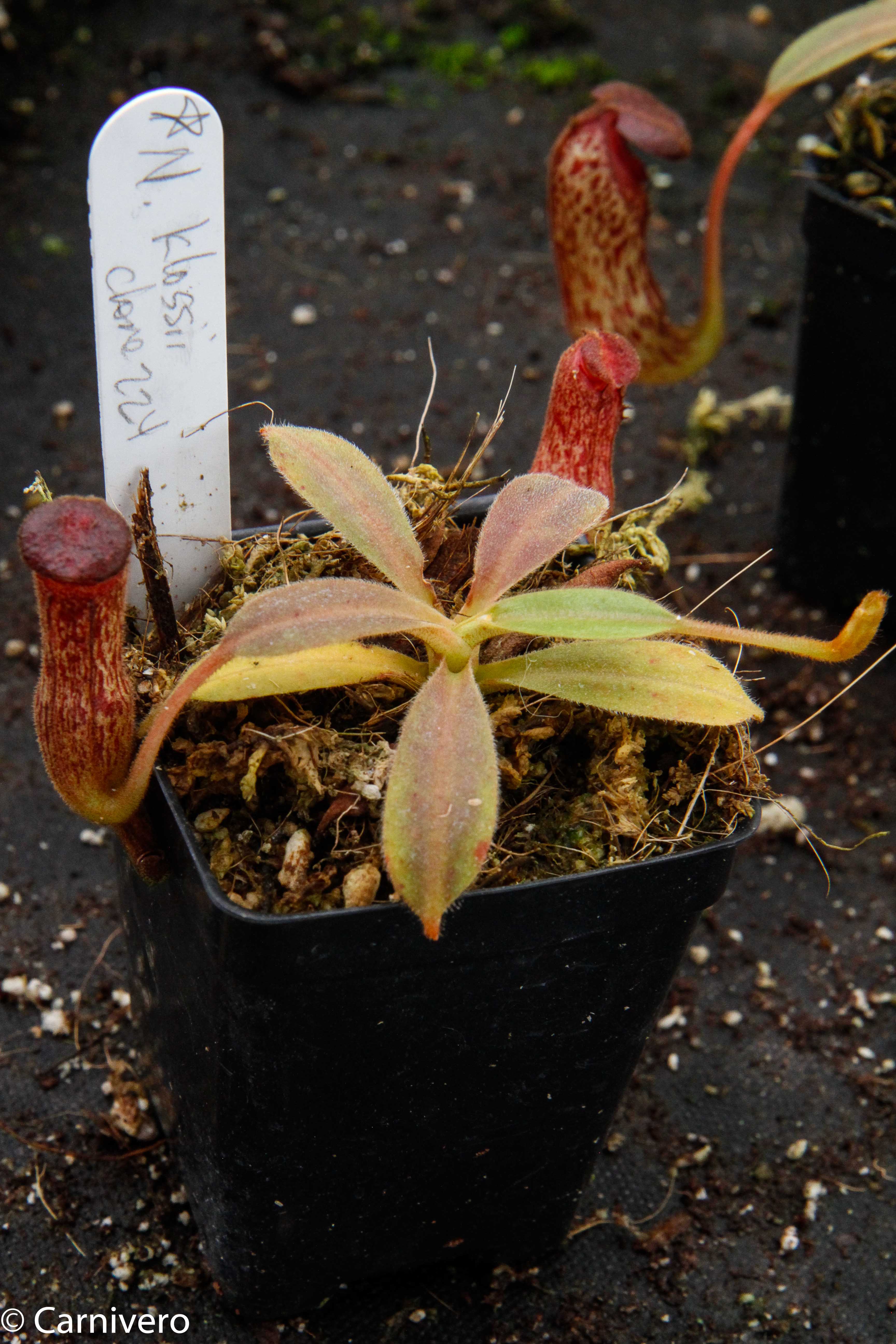 NepenthesKlossiiClone224_1_of_