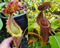 Nepenthes [(lowii x veitchii) x boschiana]-yellow x [(lowii x veitchii) x (bicalcarata x camp)], CAR-0078, pitcher plant, carnivorous plant, collectors plant, large pitchers, rare plants